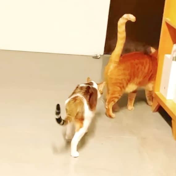 Katetsaiのインスタグラム：「被老闆追趕進度的ME When the boss asks me to catch up the schedule...   #麻吉連環無影腳 #造甘納飛 #開門查水表  #cat #neko #ネコ #ねこ #猫 #Machifansclub #麻吉Machi #Michaelfansclub #麥摳Michael #catsofinstagram #katetsaivideo」