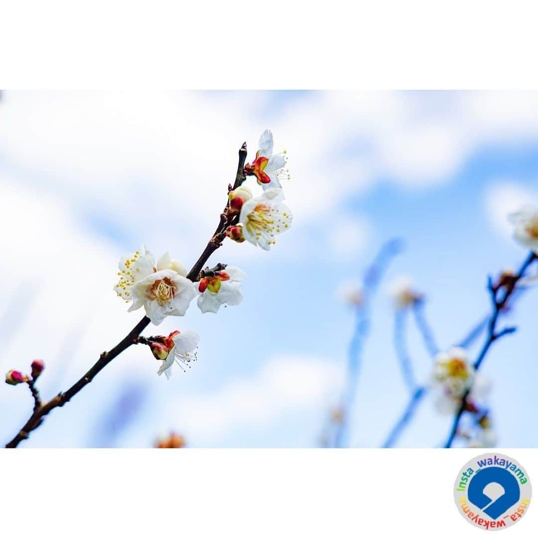 和歌山県さんのインスタグラム写真 - (和歌山県Instagram)「. Insta_Wakayamaでは、皆さんがハッシュタグをつけて投稿してくださった写真から、素敵な写真をご紹介させていただきます！ 本日のピックアップは @sakodai さんのお写真です☆ ハッシュタグのご利用ありがとうございますm(_ _)m . こちらは田辺市の梅の花のお写真ですね👀 今日から2月。日中の気温も少し寒さが緩んだようで真冬並みの寒さはしばらくなさそうですね😊 そしてこの時期といえば梅の開花ですね❣ 残念ながら、今年は新型コロナ感染症拡大防止のため田辺市の紀州田辺梅林、みなべ町の南部梅林も休園されるとのことです😢 今年は、みなさまの梅の花のお写真で観賞ですね。来年こそ梅林で散策できますように。 . . 和歌山に関する投稿には「 #insta_wakayama 」のハッシュタグをつけてください★ 和歌山の魅力を皆さんで発信していきましょう！ ハッシュタグをつけると同時に、写真の場所の記載・位置情報の登録もお願いします🎵 なお、お写真を撮影される際は感染対策を十分に行ってくださいね。 . #梅 #田辺市 #和歌山県 #和歌山 #plum #tanabe_city #wakayama #insta_wakayama #instameet_wakayama #wakayamagram #nagomi_wakayama #visitwakayama #retrip_news #japan #なんて素敵な和歌山なんでしょう」2月1日 15時30分 - insta_wakayama