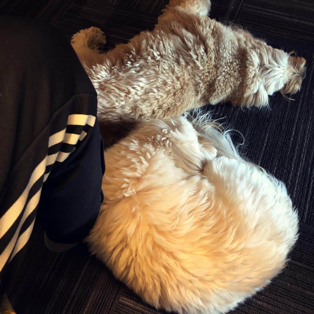 北山陽一のインスタグラム：「みぎあしに #きたやまおもち ひだりあしに #きたやまおかき」