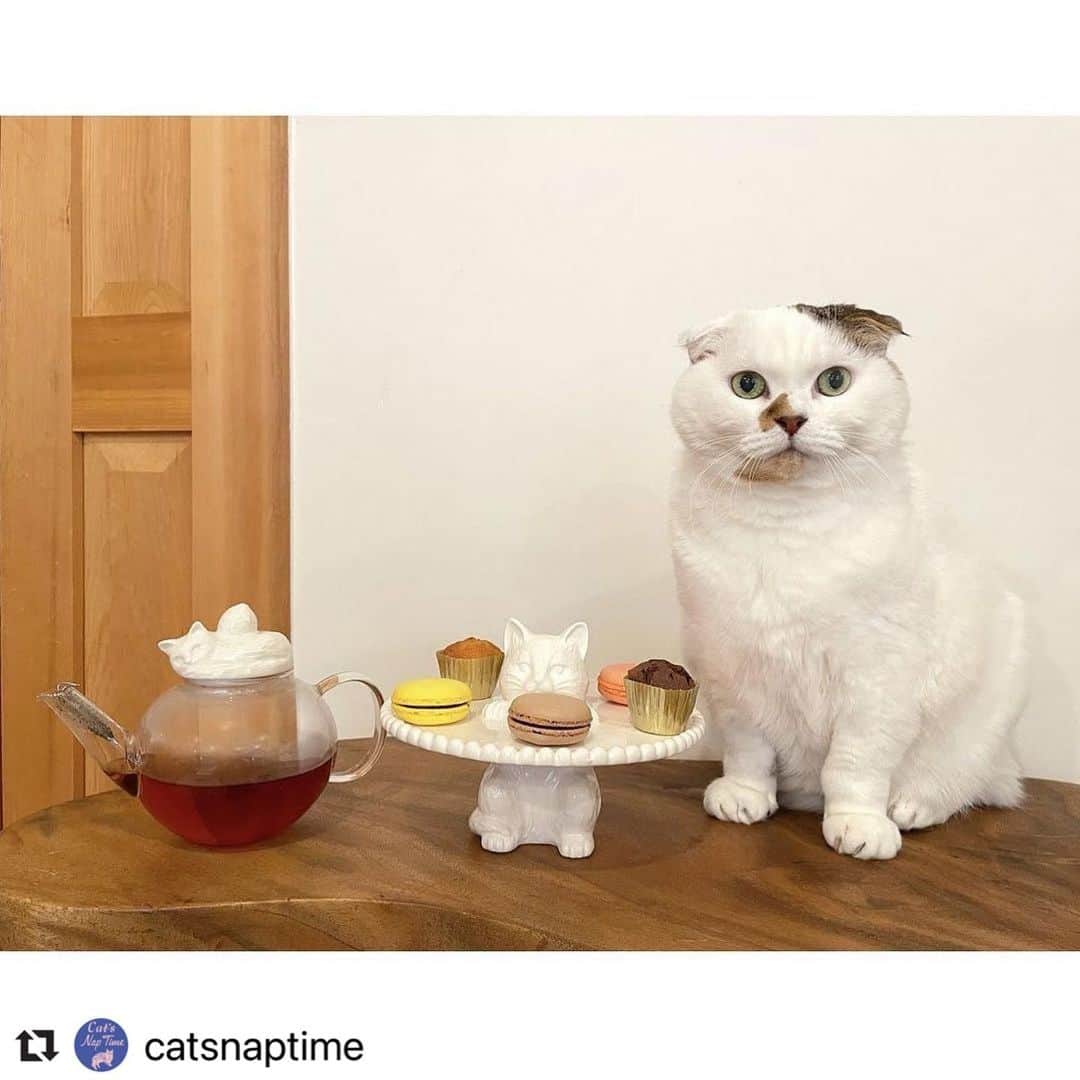 Afternoon Teaさんのインスタグラム写真 - (Afternoon TeaInstagram)「#Repost @catsnaptime with @make_repost ・・・ ・ 2/10～Cat’s NapTime第6弾がスタート！「FRUITS TEA PARTY」がテーマのアイテムが登場！ #cats_naptime6 ・ 愛猫と一緒にティータイムを楽しむのにピッタリのアイテムも！ティーポットには注ぎ口には差し込みタイプのストレーナー付きで、茶葉が揺れる様子も楽しめます。蓋の部分はレモンを抱き込むようにネコがくつろいでいる姿をイメージしています。ケーキスタンドは頑張って立っているようなポーズは何とも言えない可愛らしさ。小さなスイーツをのせたり、アクセサリー置き場としてもおすすめです。 ・ ・ ・ #catsnaptime #AfternoonTea #AfternoonTeaLIVING #アフタヌーンティー #アフタヌーンティーリビング #ネコ #ティーポット #ケーキスタンド #ティータイム #catsissue #FRUITSTEAPARTY #komutancat」2月1日 16時00分 - afternoontea_official