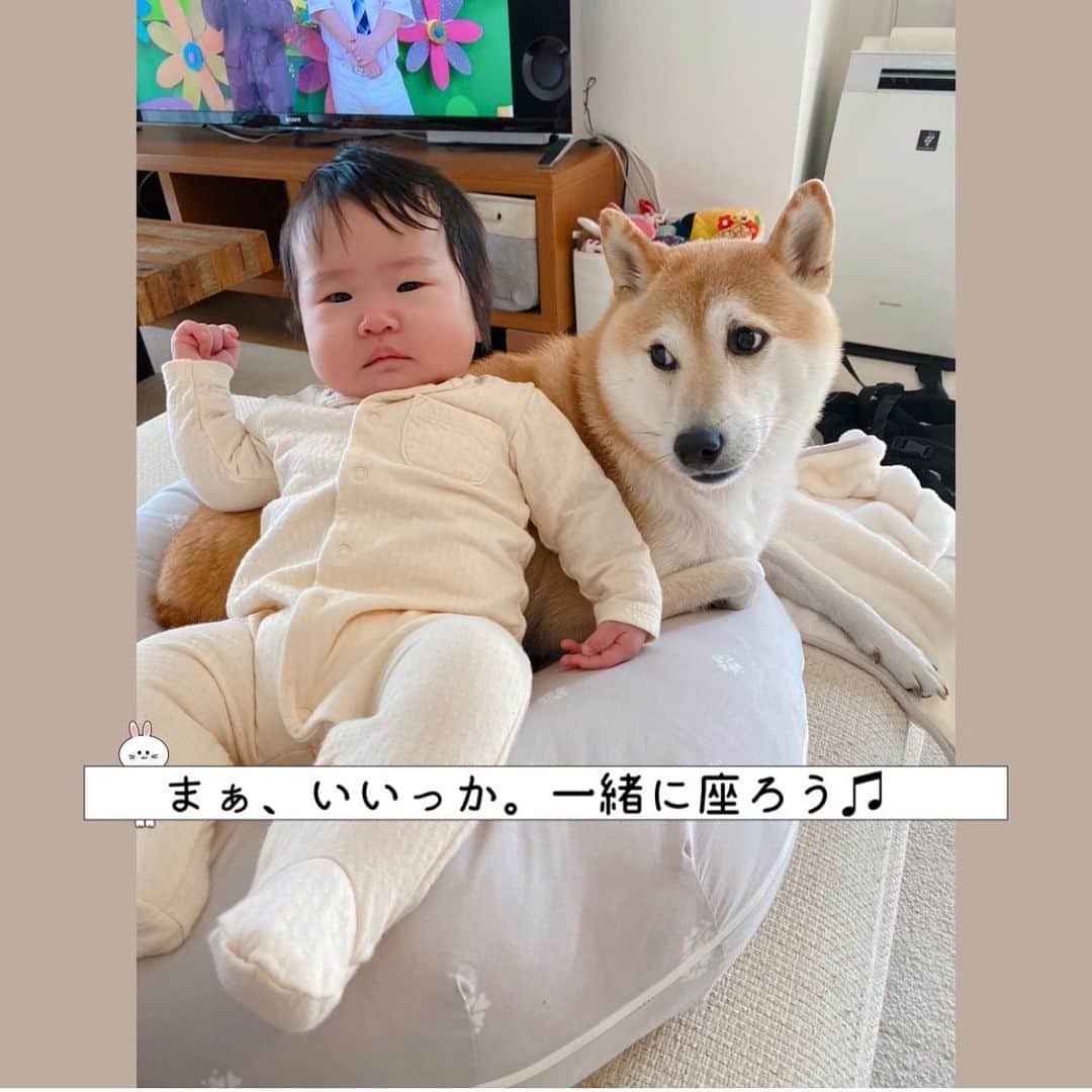 柴犬Mamesuke・Korosuke??大阪さんのインスタグラム写真 - (柴犬Mamesuke・Korosuke??大阪Instagram)「🐱🐻 🐾----*----*----*----*🐾 これ、チャリちゃんのクッションやしー☹️ ． 最後は2人で仲良く座りました❤️ #スワイプしてね⇨ ． 先程の投稿消してしまいました💦 コメントやいいねしていただいたのにごめんなさい😣 🐾----*----*----*----*🐾 #MameKoro #豆コロ #柴犬と赤ちゃん #犬と赤ちゃん  #乳児 #チャリちゃん見守り隊 #子守犬 #豆柴 #柴犬 #赤柴 #豆介 #コロ介 #shibagram #shibastagram #shibainu #shiba #🐕📷」2月1日 16時06分 - mame_suke_i
