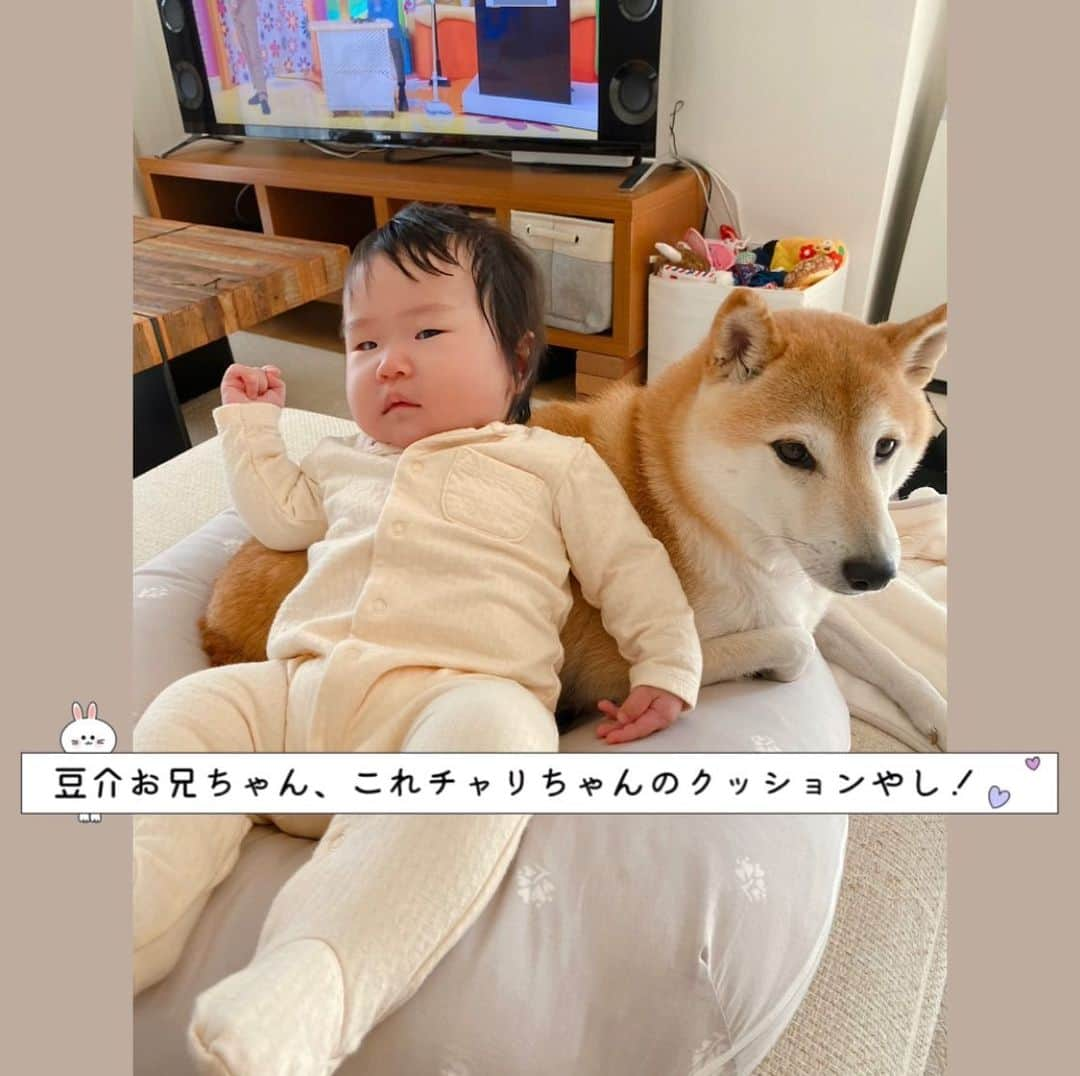 柴犬Mamesuke・Korosuke??大阪さんのインスタグラム写真 - (柴犬Mamesuke・Korosuke??大阪Instagram)「🐱🐻 🐾----*----*----*----*🐾 これ、チャリちゃんのクッションやしー☹️ ． 最後は2人で仲良く座りました❤️ #スワイプしてね⇨ ． 先程の投稿消してしまいました💦 コメントやいいねしていただいたのにごめんなさい😣 🐾----*----*----*----*🐾 #MameKoro #豆コロ #柴犬と赤ちゃん #犬と赤ちゃん  #乳児 #チャリちゃん見守り隊 #子守犬 #豆柴 #柴犬 #赤柴 #豆介 #コロ介 #shibagram #shibastagram #shibainu #shiba #🐕📷」2月1日 16時06分 - mame_suke_i