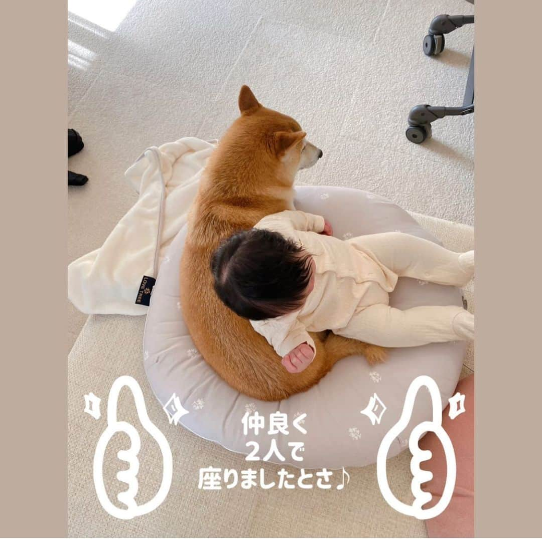 柴犬Mamesuke・Korosuke??大阪さんのインスタグラム写真 - (柴犬Mamesuke・Korosuke??大阪Instagram)「🐱🐻 🐾----*----*----*----*🐾 これ、チャリちゃんのクッションやしー☹️ ． 最後は2人で仲良く座りました❤️ #スワイプしてね⇨ ． 先程の投稿消してしまいました💦 コメントやいいねしていただいたのにごめんなさい😣 🐾----*----*----*----*🐾 #MameKoro #豆コロ #柴犬と赤ちゃん #犬と赤ちゃん  #乳児 #チャリちゃん見守り隊 #子守犬 #豆柴 #柴犬 #赤柴 #豆介 #コロ介 #shibagram #shibastagram #shibainu #shiba #🐕📷」2月1日 16時06分 - mame_suke_i