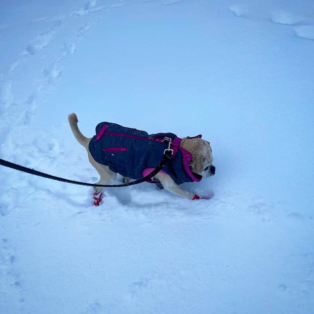 スコット・ローウェルさんのインスタグラム写真 - (スコット・ローウェルInstagram)「🎶 The snow is as high as a sweet puggle’s thiiiiigh! 🎶」2月1日 21時38分 - scolo222