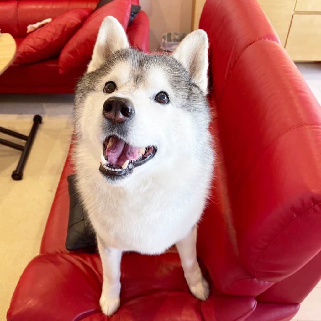 プピプピ文太のインスタグラム：「にこーりブンチャス😃  #siberianhusky #husky #dog #シベリアンハスキー　#犬」