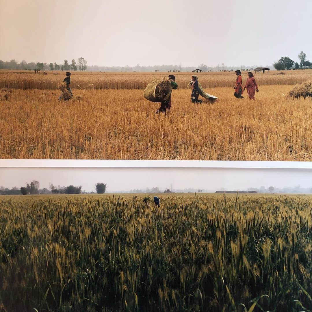 阿部裕介さんのインスタグラム写真 - (阿部裕介Instagram)「このライ麦畑の写真は、2017年と2018年にネパールのニムディ村を訪れた時の写真です。  2016年から19年まで定点でライ麦畑を撮影しています。 季節を感じれる写真になりました。  @transitmagazine のネパール号にこれらの写真を載せてもらっています。  #ネパール #ライ麦畑にかこまれて」2月1日 16時14分 - abe_yusuke