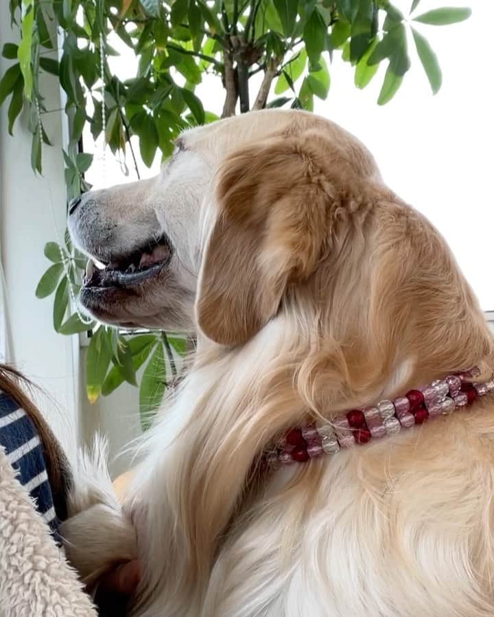 まゆみのインスタグラム：「。 。  Penpenco scared of hospital 。  えーー🐶💦 ぺーのおはなぱちんぺするのー🐶💦 。 この間のニキビ的な物？が やっぱり心配 ちょっと様子が変わりました。 。 今日は担当の先生がいるので 行ってきました。 様子が変わってからの診断は 前回の他の先生とは違う意見でした。 まぁどちらにしても 治るやつなので今回もらった薬が効いてくれる事を信じる 。 私はすぐに悪い病気を疑ってしまう 先生まさか〇〇じゃないよね？ 。 なきにしもあらずだけど 今は炎症性のものだと思うのでその治療をして それからまた考えましょう と😅 。 治れ治れ治れ治れ治れ治れ治れ治れ治れ治れ治れ  。 ぺーが病院てなかなか珍しい😂 ぺーはついで😂 。 なんて事ないけど 口の周りの赤いのが取れたらなぁと ちょっとご相談😂 。 母に張り付いてて 可愛かったので 少し意地悪😂 。 今までで1番お利口さんに出来ました😆👍🏻 。 。 #ビビりのぺー #病院大嫌い #トラウマ #口周り赤いやつ #主役はあーちゃん #治りますように」