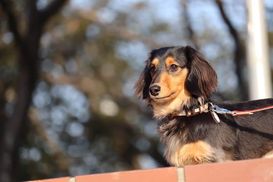 ❃ren❃さんのインスタグラム写真 - (❃ren❃Instagram)「お散歩pic…🐾 * 子供が遊んでるボールが気になってしかたがないこっちゃん( ˊᵕˋ* ) カメラ目線もらえませんでした•́ε•̀٥ * いつも見ていただきありがとうございます。 今月もよろしくお願いします◡̈❤︎ * *～*～*～*～*～*～*～* * #お散歩pic #親バカpic #子供が遊んでるボールが欲しくてガン見 #カメラ無視 #自然な姿が好き #うちのモデルさん #琥珀#こはく#こっちゃん#暴れん坊#ビビリ犬#ブラックタンダックス#ダックス#ミニチュアダックス#ミニチュアダックスフンド#短足部#チームぶさ顔#わんこ写真#dog#dachshund #レオン大好きだよ」2月1日 16時33分 - ren1008