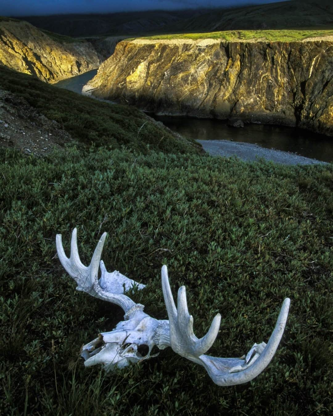 ナショナルジオグラフィックさんのインスタグラム写真 - (ナショナルジオグラフィックInstagram)「Photo by Pete McBride @pedromcbride / Empty: In the Arctic National Wildlife Refuge, in northeastern Alaska, migratory birds, caribou, and polar bears all roam. For the first time, the U.S. just held an oil lease sale of this land, auctioning off portions of the refuge for drilling as environmental advocates pushed back. ⁠ ⁠ No major oil companies submitted offers, and several major banks have stated that they will not fund oil projects in the Arctic, but the sale still raised more than $14 million for leases on roughly 530,000 acres (215,000 ha). The question of whether to drill for oil in this pristine landscape has been a decades-long battle, and one that is likely to continue. I once floated the Firth River for @natgeo, across the border in Canada from the  refuge. I missed the caribou migration but soaked up the endless silence that buzzed with natural sounds. For more from the Arctic, follow @pedromcbride. #nature #arctic #moose #petemcbride」2月1日 16時40分 - natgeo