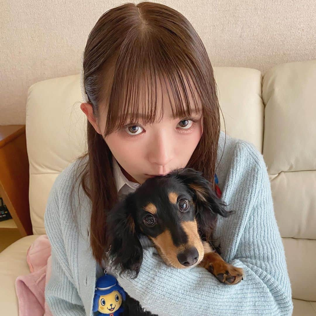 青木理奈さんのインスタグラム写真 - (青木理奈Instagram)「💙🐥💙 うちにきて早3ヶ月のこじろう。 よく食べよく寝てよく遊びます。 かわいいにつきる☺️  まだパピーの匂いがするこじをこれでもかと嗅ぐのが好きです(←)  どこへも行きたくなくなるくらい可愛くてしょうがないですが、彼のために一生懸命働いて高級なおもちゃを買ってあげようと思います笑(でも今は実際好きなの100均のおもちゃ…w) #カニヘンダックス #こじろう #青木理奈 #タレント #佐賀」2月1日 16時58分 - rin.427