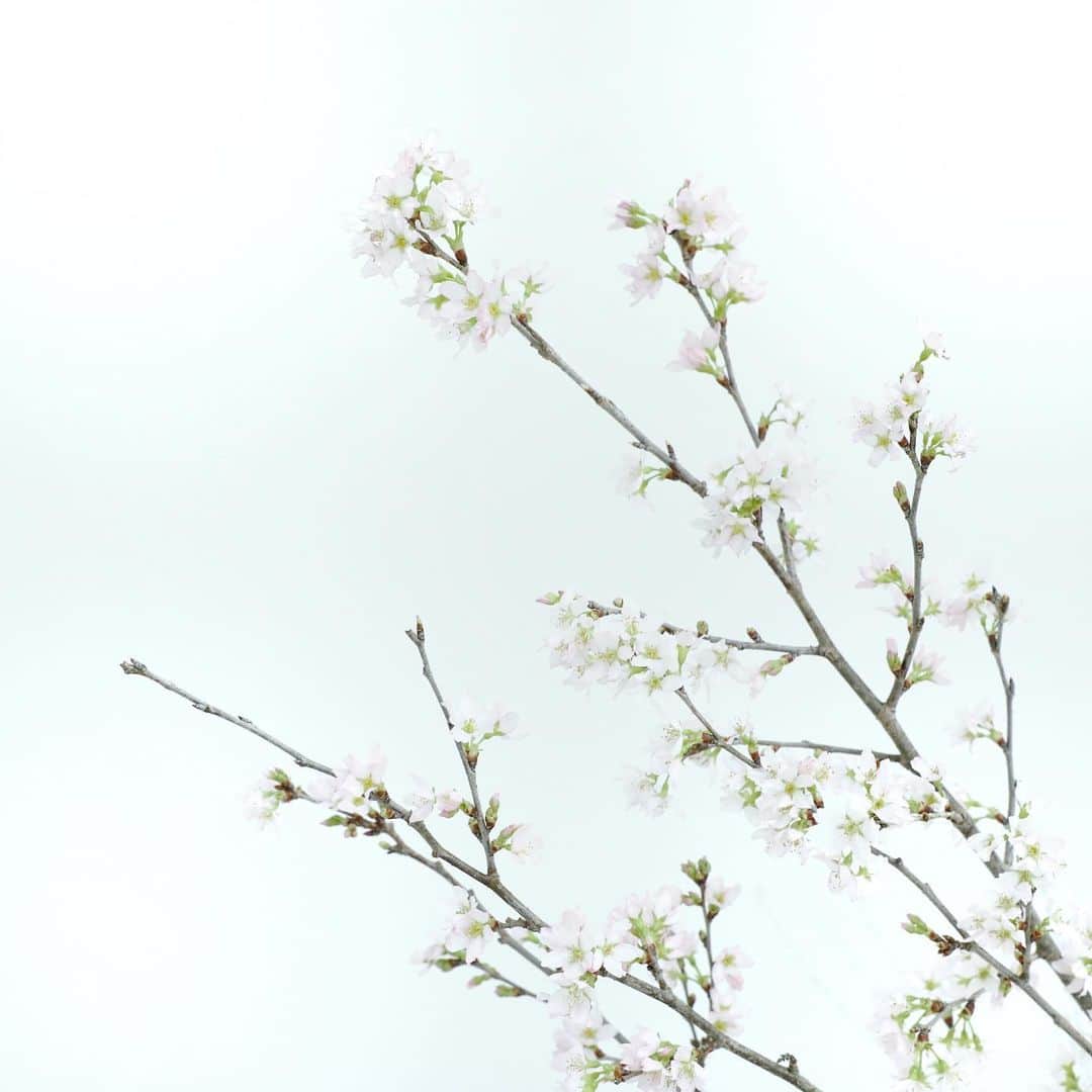 harumiのインスタグラム：「. Cherry blossoms 🌸. . お花屋さんに東海桜の枝が売ってました🌸. うろうろ外出も出来ないので、おうちで一足早く春気分🌸🌸🌸 今年はお花見行けるかな。。🤔」