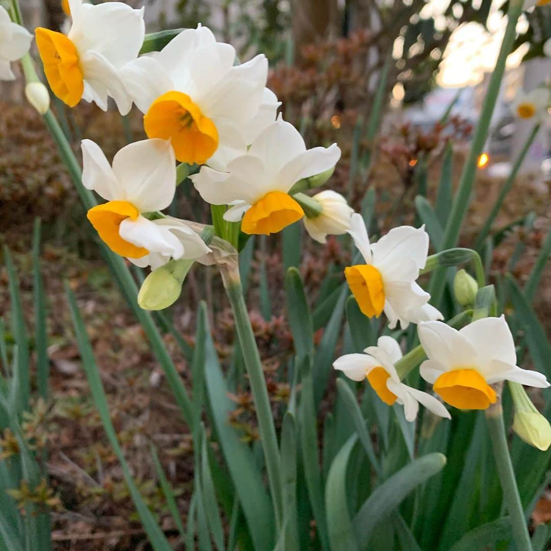 のインスタグラム：「江東区清澄白河界隈の水仙の横顔。日本の花の中で水仙が一番好きだ。春は必ず来ます。」