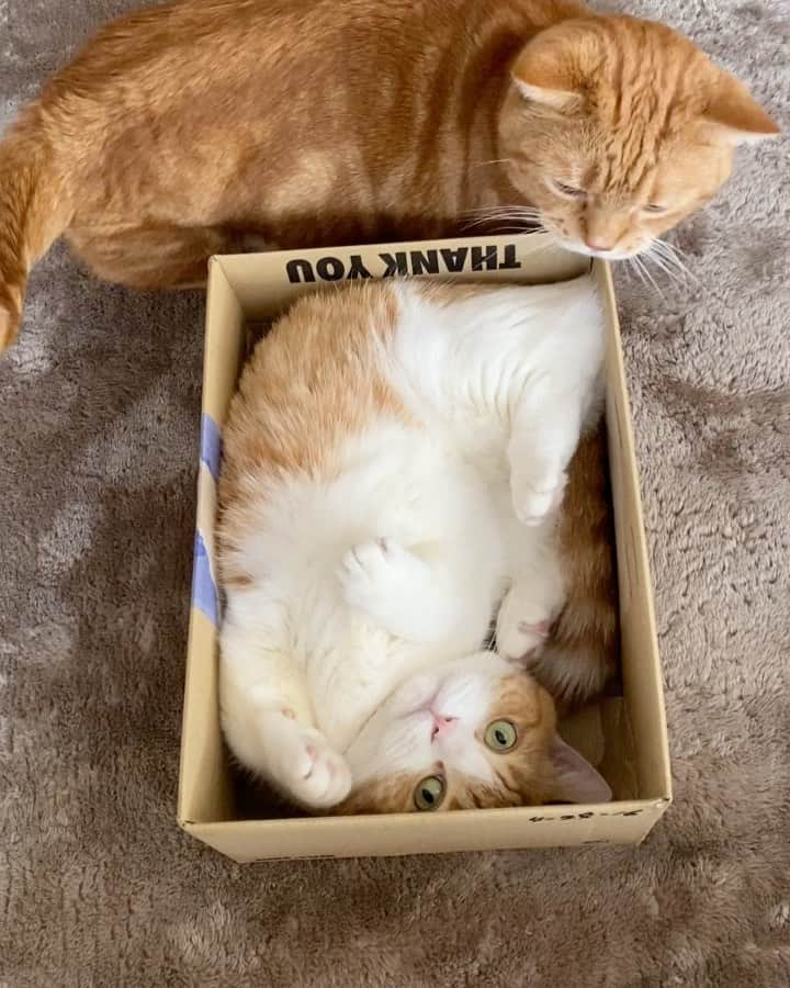 茶太郎 & きなこのインスタグラム：「きゃー‼️ぺろぺろマンにゃ😑💦 Kinako is having a good time in a box😽📦💕 #きなこの肉球ぺろぺろするにゃりよ #お兄ちゃんのお顔ぽこぽこ蹴るんじゃないにゃ #きなこの足癖悪すぎるにゃ #マンチカン#猫#munchkin #cat#catstagram #amazing#ねこ#茶トラ#短足#catsofinstagram#excellent_cats#9gag#cats_of_world_#instacat_meows#bestcats_oftheworld#catsofig#instacat#cats_of_instagram」