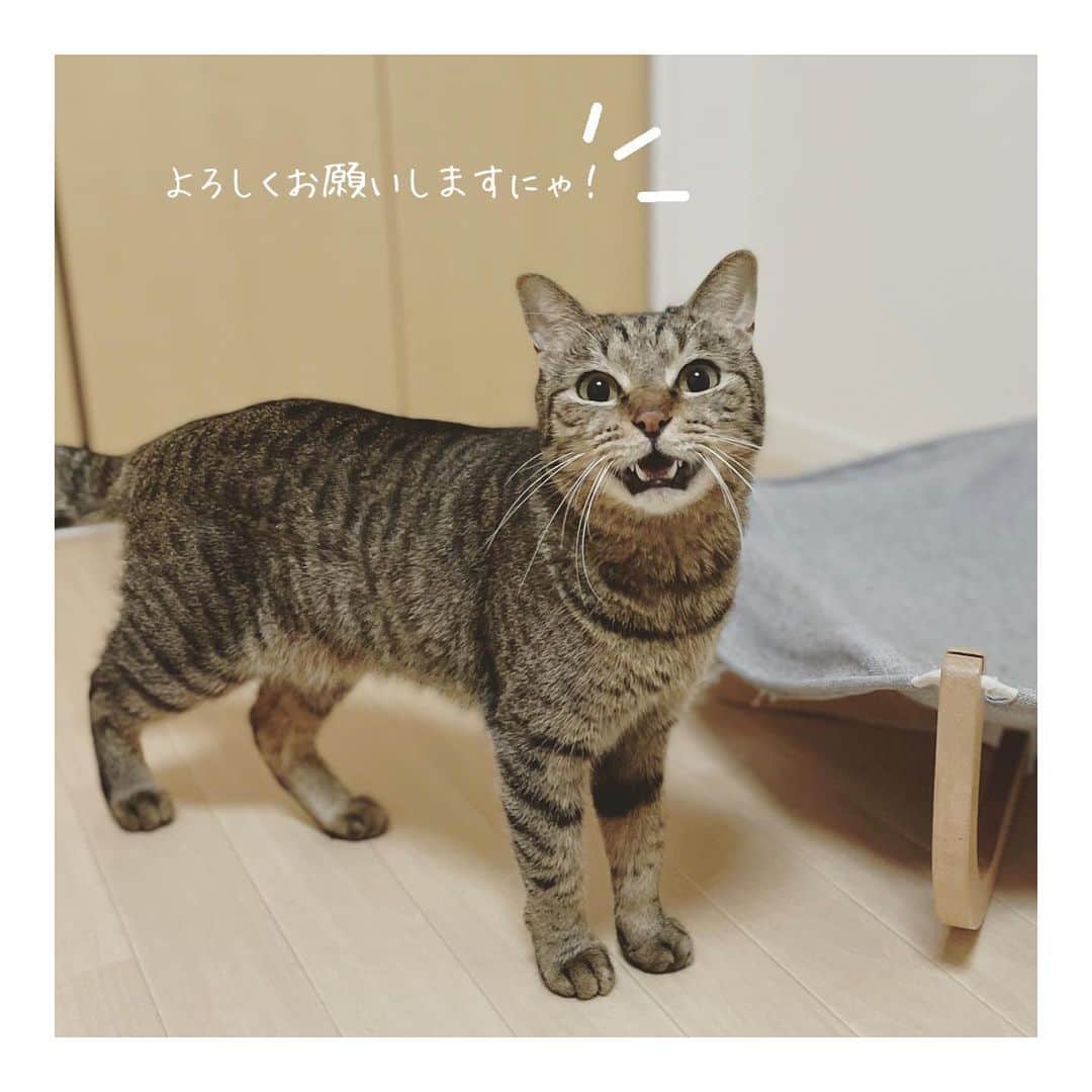 こむぎのインスタグラム：「* 【必要数に達しましたので非公開へと変更させていただきます！ご協力ありがとうございました〜😭】 Amazonのほしい物リスト2月分を作らせていただきました〜🙇🏻  毎月毎月すみません💦ほしいものリストは私のインスタのプロフィールのURLにあるhandshakeの1番下からご覧いただけます🙇🏻 支援物資は取りまとめて後日イニシャルでご報告させていただいておりますので、可能でしたら匿名にせずお送りいただけますと嬉しいですー🙇🏻  この崩壊現場のレスキューは2019年10月からスタートして、現在は全ての猫ちゃんを崩壊現場から脱出させ、預かりさん宅へ引き継ぐことができました🙇🏻 残り15匹の猫たちの里親募集をしておりまして、中には治療中の子もいます。  リストの支援物資は引き続き口内ケア用品、フード類を載せています。 抜歯手術をした子や口内炎の子は副作用が心配な投薬が必要にならないよう、サプリでお口の環境を常に整えておくために、継続してサプリ類を使わせていただいております🙇🏻 また介在免疫性溶血性貧血の治療中のつばめのためのサプリと投薬用フード、アレルギー治療中のりすちゃんのフードを載せております🙇🏻 ケア用のフードは通常より高価なもので申し訳ないです…😭  皆さんのご協力のおかげで手術やその後のケアがしっかり出来ております😭🙇🏻💦 サプリ類も安いものではないので、お願いするのも毎月心苦しいのですが、ご無理ない範囲でご協力いただけましたら嬉しいです〜🙇🏻🙇🏻🙇🏻  ほしい物リストは、たくさん物資をいただきすぎて余らせてしまってもいけないので、概ね1ヶ月分ごとに作らせていただいております🙇🏻 必要なものはどんどん変わっていくので内容は更新していっています🙇🏻  また、1月分のイニシャルのご報告を載せさせていただきます🙏🏻 本来であればお一人お一人にお礼を伝えたいところですが中々バタバタで個別にお礼の連絡が出来ずに申し訳ありません…😭 イニシャルも読み方に間違いがありましたら申し訳ありません🙇🏻記載誤りなどありましたらまたご連絡くださいませ🙇🏻✨  写真は我が家で里親募集中のしゅうくん🐈 だいぶ人に慣れて来てたまーに抱っこできるようになりました☺️ オヤツの時はぐいぐい来てくれるので、ツンデレがたまらなく可愛いです☺️ しゅうくんは昨年臼歯の抜歯手術を受けましたが、その後は投薬なしで元気にモリモリご飯を食べています〜🤗  2枚目は先月体調を崩し1/20から入院中のししくん。最初の病院では回復できず、1/25に転院をしてようやく良い方向へ向かってきました😭 今日も預かりさんが病院へ行ってくださり、ちょうどパンチ生検の結果が届いたタイミングだったため、まだ院長先生からのお話は聞けていませんが、ししくんの皮膚の湿疹は皮膚虚血症という病気で血液がうまく回らない病気であることがわかりました。 あまり症例が無さそうな病気ですが、皮膚専門の先生に検査をみてもらえていること、免疫疾患ではなく重い病気ではないとのことでとりあえず一安心😭😭😭 すでにだいぶ湿疹が治り、膿瘍で破裂してしまった傷も小さくなってきたことから、今週中にはもしかしたら退院できるかも？？ この先の治療がどうなっていくかというところですが、ししくん順調に回復してくれています✨ ご心配をおかけしました🙇🏻 ししくんの応援本当にありがとうございます😭 はぁー、、ほんと良い病院に転院できてよかったぁ😭💦💦祈りのパワーって本当に力になるから、きっとたくさんの方の応援が届いたのだと思います😭 あと少し！頑張ろう💪✨✨✨  先月はししくんのことでバタバタしていてあっという間にひと月終わってしまいました😂 里親希望者さんも現在のところいない状態です💦何とか残りの15匹の子たちも繋いでいけたらと思っています…😭✨  過去の現場の様子はストーリーのハイライトやIGTVからご覧いただけます。 里親募集中の子の掲載用アカウントはこちらです🤗✨→ @comugineko  3匹(かめ、さくら、しし)は関東地方で、12匹は東海地方で里親様募集中です(遠方要相談)🙏🏻 支援金の方は青井さんが毎月取りまとめをしてくださっています→ @asano.aoi ししくんの入院費がこれからどうなるか心配なのと、つばめも投薬と血液検査を頑張っていて毎月2万円以上病院代が必要になるため、支援金の応援も本当に助かっています〜😭  どうか引き続き応援よろしくお願いします〜🙇🏻✨✨ #岐阜多頭崩壊レスキュー」