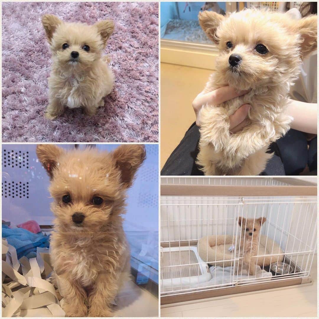 のインスタグラム：「犬なのに猫かぶってた⭐️w おうち帰ってきたら、はしゃぐはしゃぐ😂🐶  . こぐまだよ🐻よろしくね♀💗  .  #生後2ヶ月#女の子#こぐま #チワプー#ちわぷー#dog #mix犬 #チワプー同好会  #まろさんと仲良くしてね #誕生日はいい肉の日#20201129 #ペコあるから心配#元気に長生きしてね」