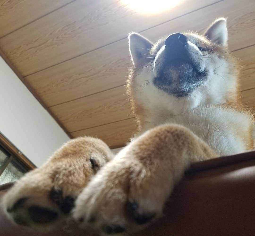 柴犬たま Shibainu Tamaのインスタグラム