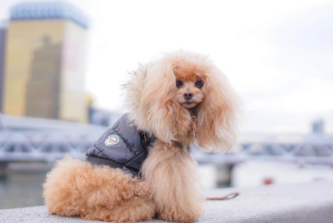Toypoodle Mikuru?Asakusa Tokyoのインスタグラム：「20210201 Monday. 【Mikuru information🌟】  ⭐️asknowasdewan☆つなげようdewanのWA⭐️  ✅asknowasdewanのお気に入りのコーデを投稿してみんなでバトンをつなげよう★という企画です💕 ✅期間は本日2月1日(月)〜2月28日(日)12時まで❣️ ✅最終日まで一本でもバトンが繋がったら参加者全員にASのポイントを1ポイントいただけちゃいます😆 * * * みくるのコーデ・・・といっても、 みくるはおパンツカットの為 殆どトップス単品でしか着せておりません😣 色々悩みましたが、 お散歩メインのお洋服選び そして みくるのファーストアズ💖 現在も冬のヘビロテアイテム【黒ダウン】にしました😄 10年以上もまえのものです😆 すごくないですか？🤗 10年も着用できるなんて‼️‼️‼️ フードのファーの部分もふわふわのままですよ💓 お袖の取り外しもできて、着せやすさ抜群です😄 * * asのお気に入りのところはスタイリッシュでお洗濯できるところ🤗 上下の組み合わせや重ね着も楽しめていいですよね💕 * 次のバトンは・・・💕 むーさんへ💓 @shi.mu0522  いつもステキコーデで楽しませてもらってます😉 むーちゃんよろしくお願いします😆😆😆 * * #asknowasdewan #つなげようdewanのWA @shi.mu0522  @asknowas_dewan_official * ※上記のハッシュタグとバトンを回してくれたアカウント、次にバトンを回したいお友達1名のアカウント、 ASの公式アカウントをメンションしてください。詳細はオフィシャルアカウントをご覧ください🙏🏻 .  最後までバトンが続きますように😌  . #asknowasdewanマロニエゲート2 @asknowasdewan_marronniergate #asknowasdewan公式アンバサダー」