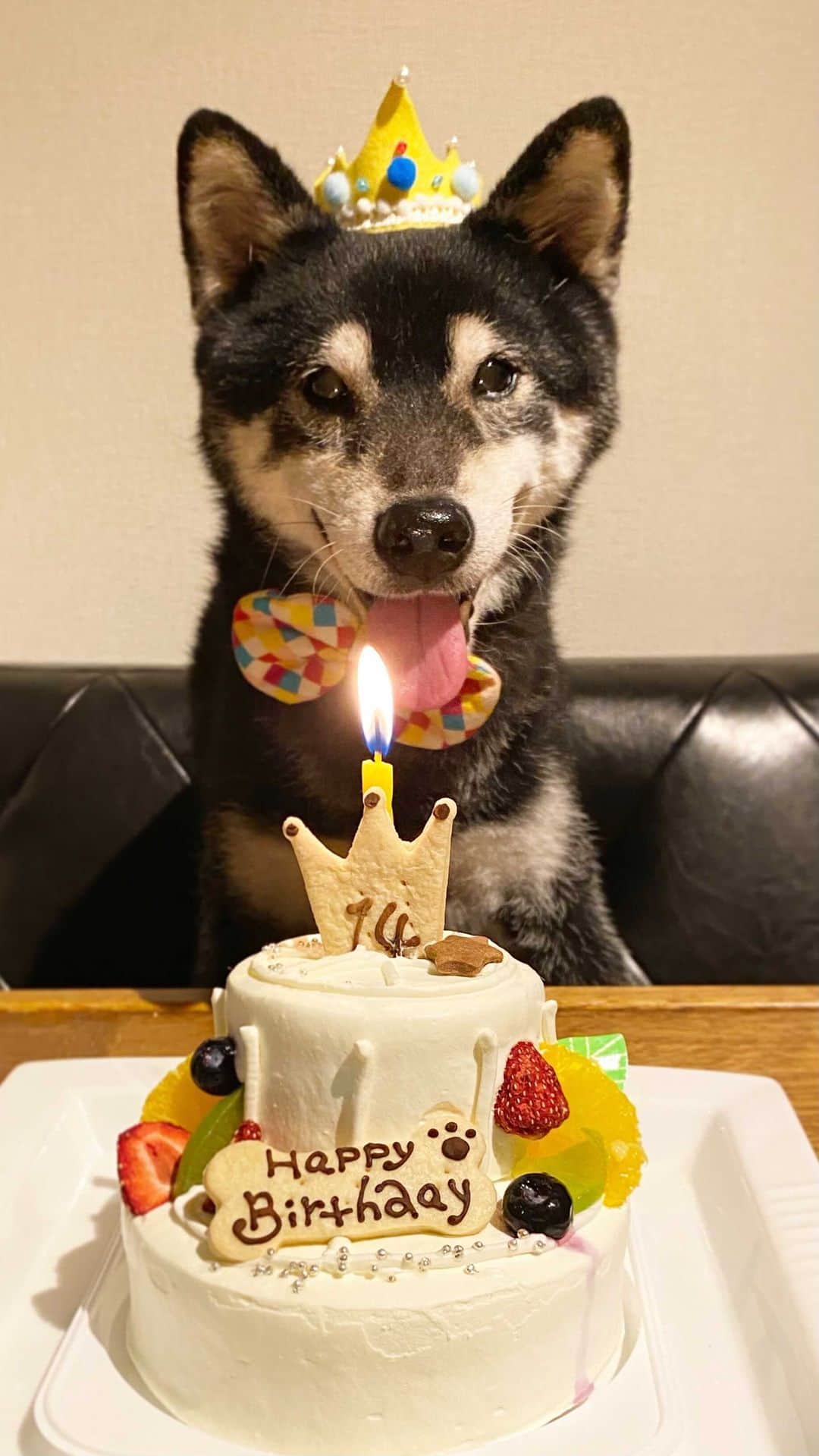 柴犬 けんしろう ゆりあのインスタグラム：「🐶♿︎✨  けんちゃん14歳7ヶ月🐶 けんしろう号導入しました♿︎✨  こちら、けんしろう号♿︎初の路上運転📹 最初からまったく違和感なし(笑) さすがけんちゃん〜🐶💮  右への傾きや腰の落ちた歩き方のため、室内ではぶつかったり転んだりが増えてきていること、立ち止まることが難しいのでごはんやお水を食べたり飲んだりの介助が大変になってきていること、まだ自分の脚でお散歩に行けるけれど身体のバランスが崩れたまま歩いているので正しい立ち方歩き方の筋力強化のため、けんしろう号♿︎の導入を決めました。(前脚はまだまだ力があるけれど、ハイシニアなので2輪ではなく最初から4輪にしました♿︎)  車椅子は、今後のことを考え、採寸、試乗、直し、修理をやって頂ける、車で通える千葉県内のお店を探しました♿︎のですが、車がストレスになっているけんちゃんに負担をかけたくなくて来店は諦め、細かい採寸の写真と実際の動きの動画を見てもらい、メールでのやり取りを重ね、けんちゃんにぴったりのけんしろう号を作って頂くことができました。お店の方には製作段階から試乗、実際に使用する過程で親切にたくさんアドバイスを頂き、本当に感謝です！  うれしかったのが、お店の方に採寸の写真や動画を褒めて頂いたこと。一回であんなにきれいに採寸写真を撮れる方は少ない、動画のチョイスが素晴らしいと〜💮これまでものすごい数のけんちゃんの写真と動画を撮ってきたのはこの日のためにあったのかも(笑)  @wanwalk_dog  #わんうぉーく #犬車椅子 #犬の車椅子 #犬用車椅子」