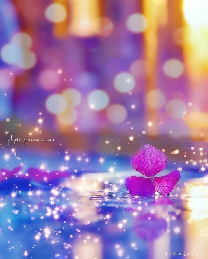 花の写真館のインスタグラム：「Photo by @princess.nao.⠀ https://instagram.com/princess.nao/⠀ .⠀ Original Post[投稿いただいたURL]⠀ https://www.instagram.com/p/B7VqH2oJt_I/⠀ .⠀ 本アカウントは、 #私の花の写真 をつけてInstagramに投稿された皆さまの花の写真や、「花の写真館」Facebookページで投稿された花の写真を紹介します。⠀ 「花の写真館」Facebookページは、「 @floral.photograph 」のプロフィールにあるURLからご覧ください。⠀ .⠀ ※各自、政府、自治体など公的機関の指示に従った行動をお願いします。⠀⠀ 東京カメラ部および分室では、写真を「見る楽しみ」を提供することを通して、微力ながら皆様にわずかな時間でも癒しをお届けしたいと思っております。⠀ ※本アカウントは東京カメラ部がFacebook、Instagramのサービスを利用して運営しているもので、Facebook社・Instagramとは一切関係ありません。⠀ .⠀ #花の写真館 #floralphotograph #floralphoto #flower #flowers⠀ Follow: @floral.photograph」