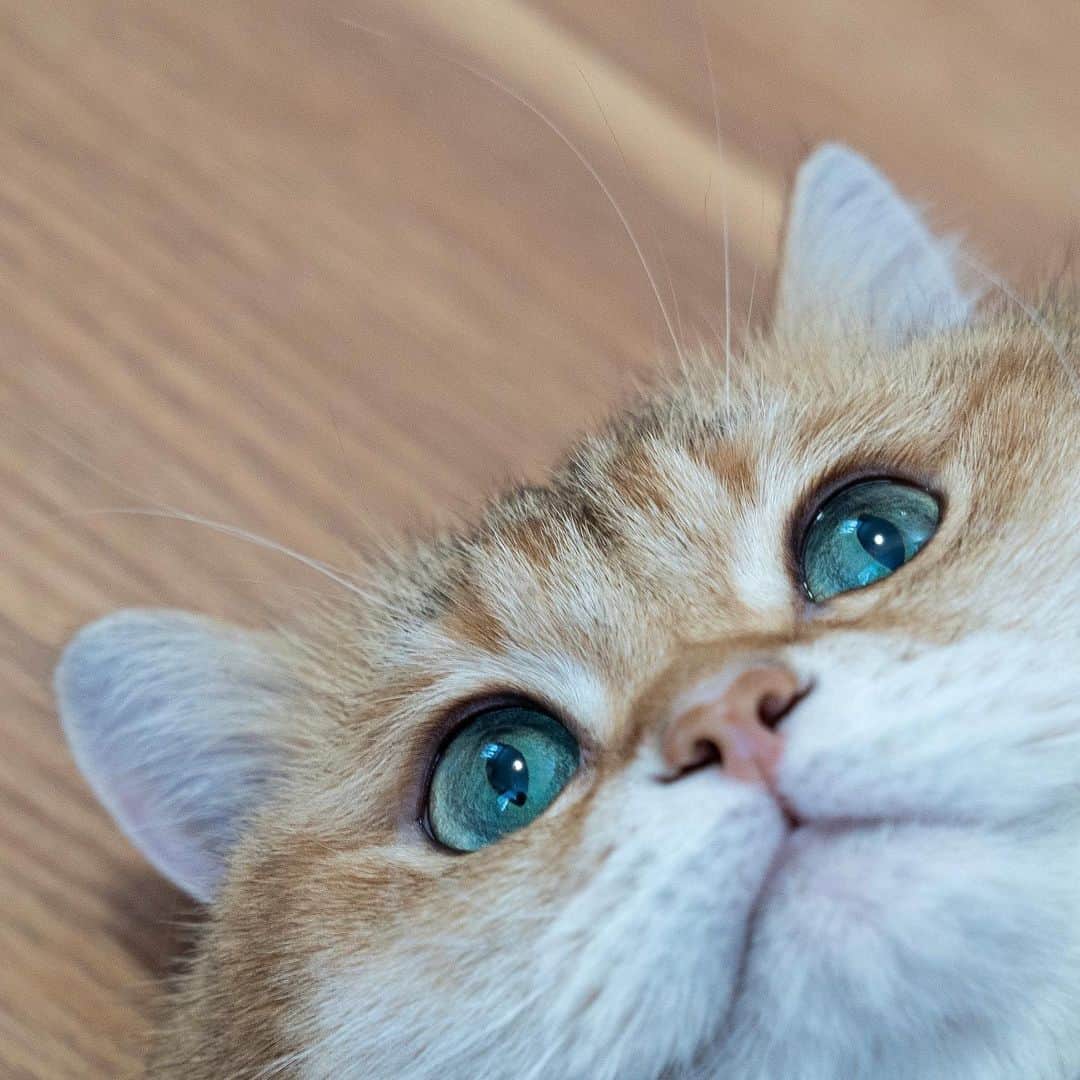 Hosicoさんのインスタグラム写真 - (HosicoInstagram)「Emerald eyes 💚」2月1日 19時26分 - hosico_cat