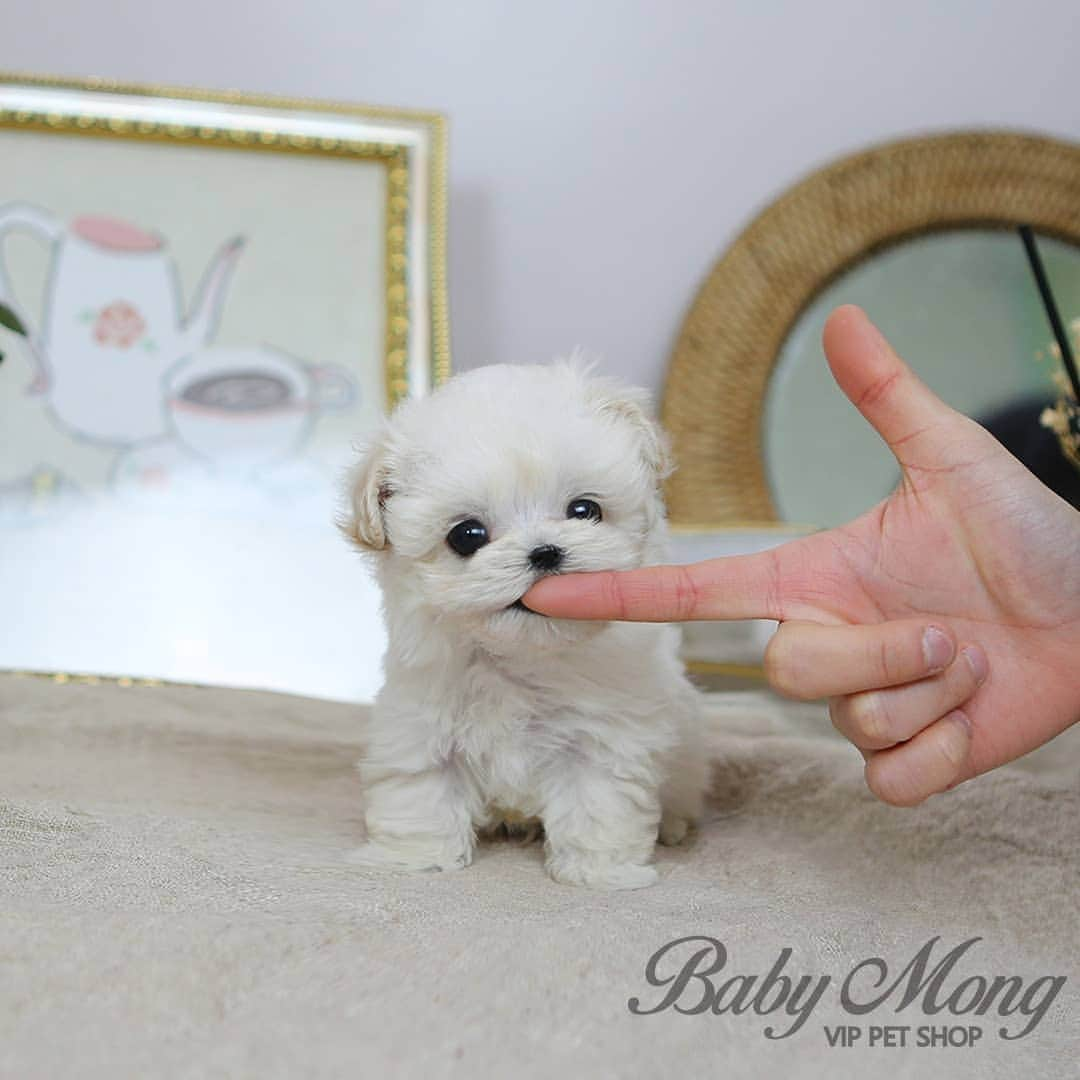 さんのインスタグラム写真 - (Instagram)「(베이비몽영등포) 솜사탕같은 말티푸! 말티푸 러빙입니다~ 사랑스럽고 귀여운 러빙이 보고싶으신 분들은 베몽 영등포점으로 오세요! . . (BabymongYeongdeungpo) Look at this mini maltipoo like cotton candy! Maltepoo Reobing~ If you want to see the lovely and adorable Reobing, Please send DM to our  Baby Mong instargram!! . . 저희는 다양한 강아지를 소유하고있으며, 강아지의 외모와 건강에 최선을 다하고 있습니다. We OWN Each and Every Puppy In Hand We Only Offer the Best in Appearance and Health  . . 🇰🇷서울영등포 010 8325 0086 강남 010 5710 8087 잠실 010 9903 7122 인천 청라 010 8242 9779 인천검단 010 9903 7122 안양 010 5201 9899 수원 010 5060 6881 일산 010 6619 2225 대구 010 8214 2992 text Instagram☎+82-10-2214-0186 Whatsapp +82-10-2214-0186 Wechat babymongoverseas Email : babymongkorea@gmail.com Dm : 📩 Please direct message call me BABYMONG Main Kakao talk ID : babymongkorea . . #말티즈#푸들#말티푸#말티푸분양#미니말티푸분양#미니말티푸 #베이비몽#영등포점#강아지분양#새끼강아지분양#애견분양 #멍스타그램#댕스타그램#말티푸스타그램 #maltese#maltipoo#animal#poodle#maltipoopuppy #dog#puppy#puppies#cute#love#lovedogs#puppylovers #overseas#overseasdelivery#puppiesofinstagram#puppiesforsale」2月1日 19時39分 - babymong