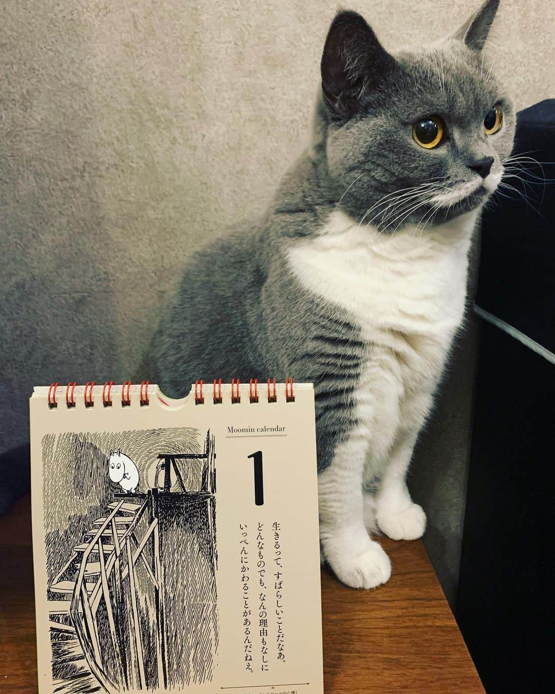氏原ワタルさんのインスタグラム写真 - (氏原ワタルInstagram)「今日のルル 探偵ナイトスクープでのiPhoneのSiriに「B'z、松本、年齢」と聞くと暴走族みたいになる件を自分のiPhoneでやったらならなかったので「猫、ルル、年齢」って聞いたらなった件。  #探偵ナイトスクープ #siri #猫ルル年齢」2月1日 19時37分 - wataru_ujihara