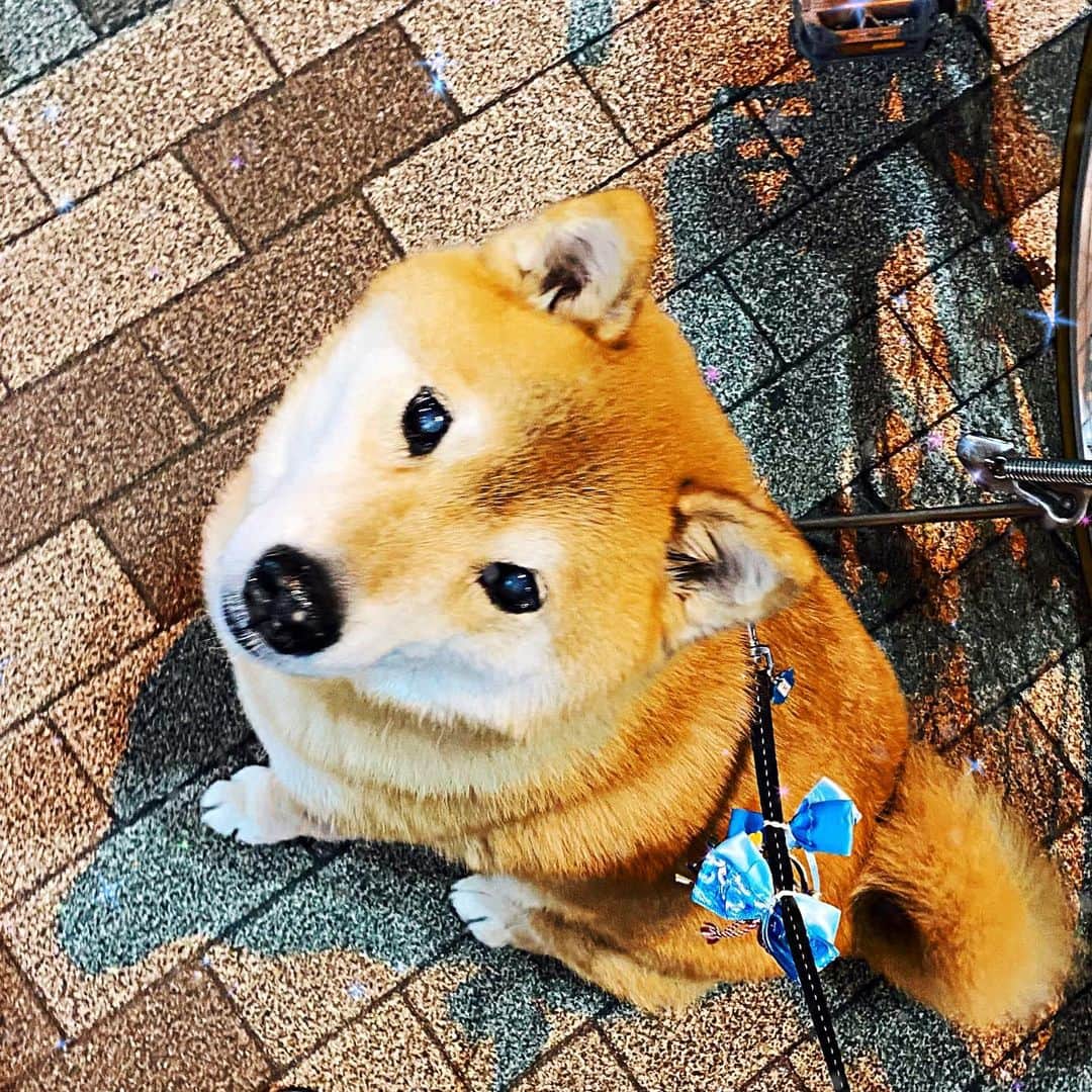 まる（まるたろう）のインスタグラム：「Can you do me a favor?✨🐶🥺✨パパ、まるのお願い聞いてくれる？ #今月29日まである事にして欲しいの🥺 #カレンダーにそっと付け足すとか #なんとかして欲しいの」