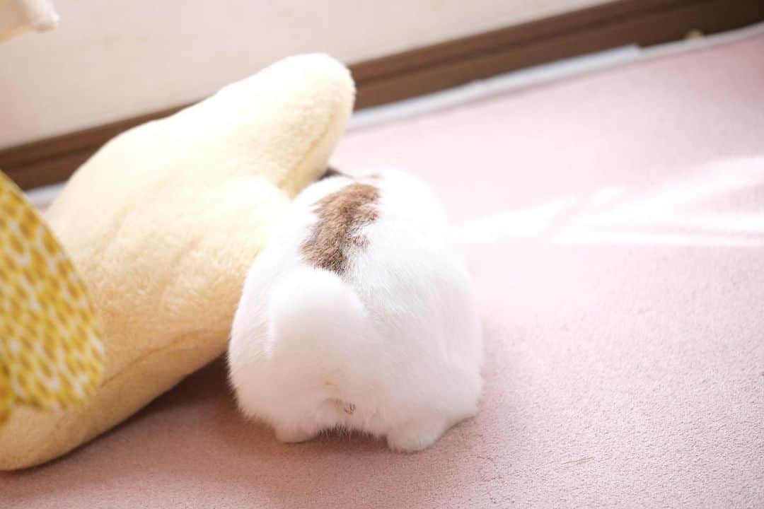 usagraphのインスタグラム：「まるっと　#けつようび　だにょ🐶 ＊ ＊ ＊ #うさぎ　#rabbit #bunny #アニマル写真部　＃instabunnies #igersjp  #tokyocameraclub #東京カメラ部  #bunnystagram  #うさぎ部 #ホーランドロップ #hollandlop  #ファインダー越しの私の世界  #myfujilove  #今日もx日和　＃cutepets」