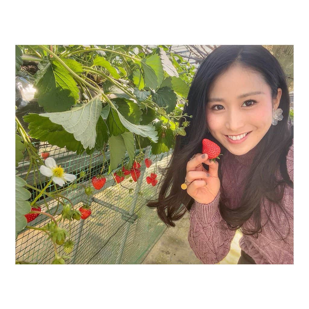 宇田恵菜さんのインスタグラム写真 - (宇田恵菜Instagram)「the best season for strawberries 🍓💓 めためたぶりな苺ちゃん！ スーパーで買うと598円とかするけんね😭これでもか！てぐらい食べました！ 4品種以上食べれて、もうこれでビタミン足りすぎやな、しばらく苺いらんな！レベルに食べたのに、帰りのスーパーで安かったので買いそうになりました😂😂😂笑 しっかりコロナ対策もされてました！  ——————————- #igersjp #icu_japan #photooftheday #instagood #portraitpage  #worldface #rsa_portraits #loves_cultures #portrait_shots #great_portraits #ポートレート  #撮影 #actresslife #女優  #newportfolio #作品撮り #清田苺園　#いちご狩り」2月1日 19時54分 - ena2727