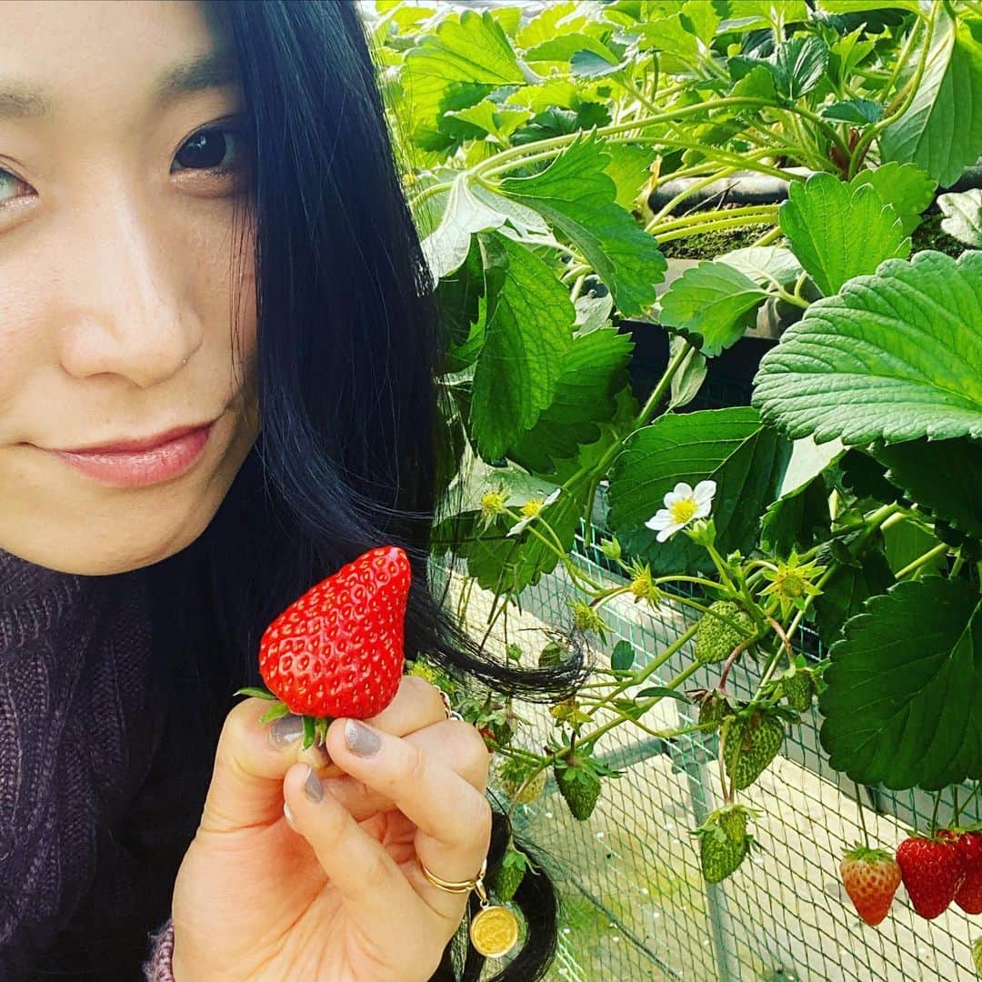 宇田恵菜さんのインスタグラム写真 - (宇田恵菜Instagram)「the best season for strawberries 🍓💓 めためたぶりな苺ちゃん！ スーパーで買うと598円とかするけんね😭これでもか！てぐらい食べました！ 4品種以上食べれて、もうこれでビタミン足りすぎやな、しばらく苺いらんな！レベルに食べたのに、帰りのスーパーで安かったので買いそうになりました😂😂😂笑 しっかりコロナ対策もされてました！  ——————————- #igersjp #icu_japan #photooftheday #instagood #portraitpage  #worldface #rsa_portraits #loves_cultures #portrait_shots #great_portraits #ポートレート  #撮影 #actresslife #女優  #newportfolio #作品撮り #清田苺園　#いちご狩り」2月1日 19時54分 - ena2727