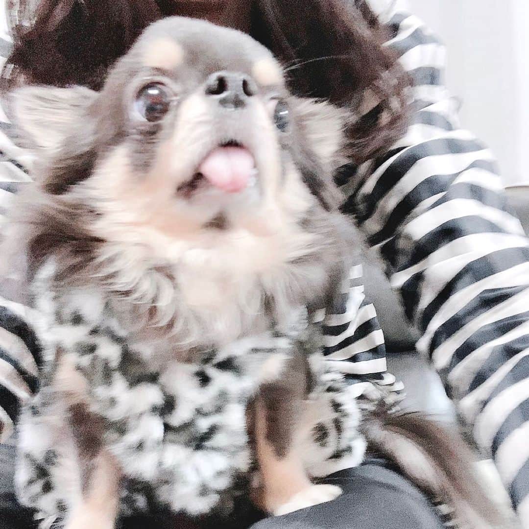 嘉陽涼のインスタグラム：「メルくん~」