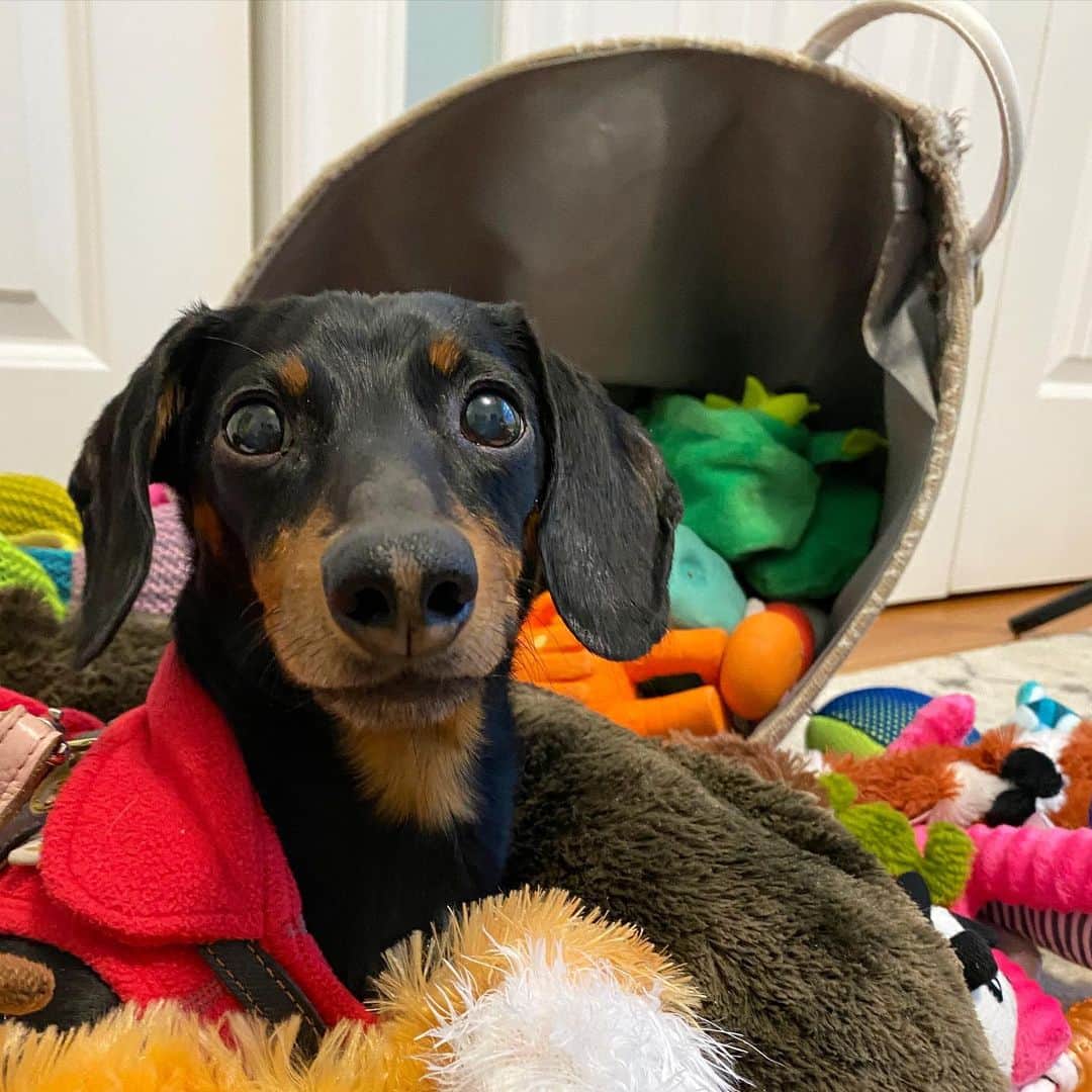 Crusoe the Celebrity Dachshundのインスタグラム：「UPDATE with Biopsy Results:  This is a short(ish) summary and eventually we’ll write a blog post in more detail for anyone interested. I also want to apologize for all this health stuff lately. We’ve always tried to keep health out of our content to stay focused on entertainment, but I also know so many of you have come to care a lot about Crusoe as well..  Crusoe is doing well and is still acting like his old self, which we are so thankful for and which is always the most important thing to us.  As you know, to recap quick, Crusoe has had elevated liver enzymes for past 7 months since removing his gallbladder in June. Those enzymes were elevated in a 3-7x normal range until mid December where they doubled to 15x normal, so reluctantly and dreadfully, we made the hard decision of doing surgery again (at @cornellvet ) to take biopsies of his liver and also to flush his bile duct which was suspected of having some partial obstruction. As it turned out, his duct did have a lot of grit (tiny stones) in it. Cultures for bacteria were all negative (which is good news because infection was our main suspicion given we knew his gallbladder DID have bacteria in it). Biopsies also showed that Crusoe has (or has had) a degree of mild pancreatitis, and also - which was surprising to us - mild IBD (inflammatory bowel disease), which is suspected to be potentially from an underlying food allergy. The good news is that his liver is actually pretty good and doesn’t have a “primary” disease process going on. It’s still a bit of a messy picture because these things likely compounded together to cause his enzyme elevations, being; 1) grit in the duct causing bile to not flow as smoothly (and further aggravate pancreas), 2) IBD which can also cause liver enzymes to go up, and 3) potentially flares of pancreatitis doing same thing.   We won’t really know if there’s been an improvement to his enzymes until we do another blood test in next couple weeks. We HOPE the flushing of the duct will yield at least SOME improvement, and we will also likely be trying a hypoallergenic diet to see if that can calm the IBD and secondarily reduce liver enzymes further.  Thank you all for all the love」