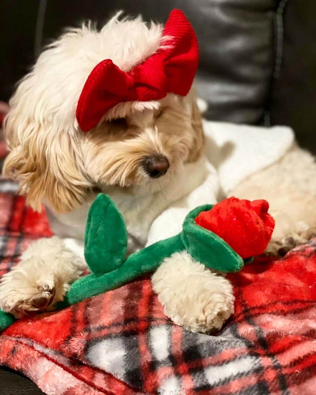 DogsOf Instagramのインスタグラム：「Will you accept this rose? 🌹  Bachelor Monday is here and now your dog can play along too! Show your love is true with this @muttropolis limited edition Pair of Roses Plush Dog Toy ~ link in bio   In true Bachelor fashion, we've got another surprise for you. We're doing a Dogs Of Bachelor Nation Giveaway Contest! That's right, we want to see your pup's roses. Send us your Bachelor themed photos/videos through the link in our bio, and we'll feature the top submissions on our page next #BachelorMonday.   The winner will receive a $50 gift card to @muttropolis and EVERYONE who submits will receive a special Valentine's Day gift from us!   What are you waiting for? The journey of love starts now!  *Contest open to U.S residents only. This giveaway  is not affiliated with Instagram or @bachelorabc. By entering, entrants confirm and agree to Instagram’s terms of service*  📸: @baileythequarendoggo  📸: @coco_and_co._   #dogsofinstagram #dogsofbachelornation #bachelornation #willyoubemyvalentine #willyouacceptthisrose #bachelornationdogs」