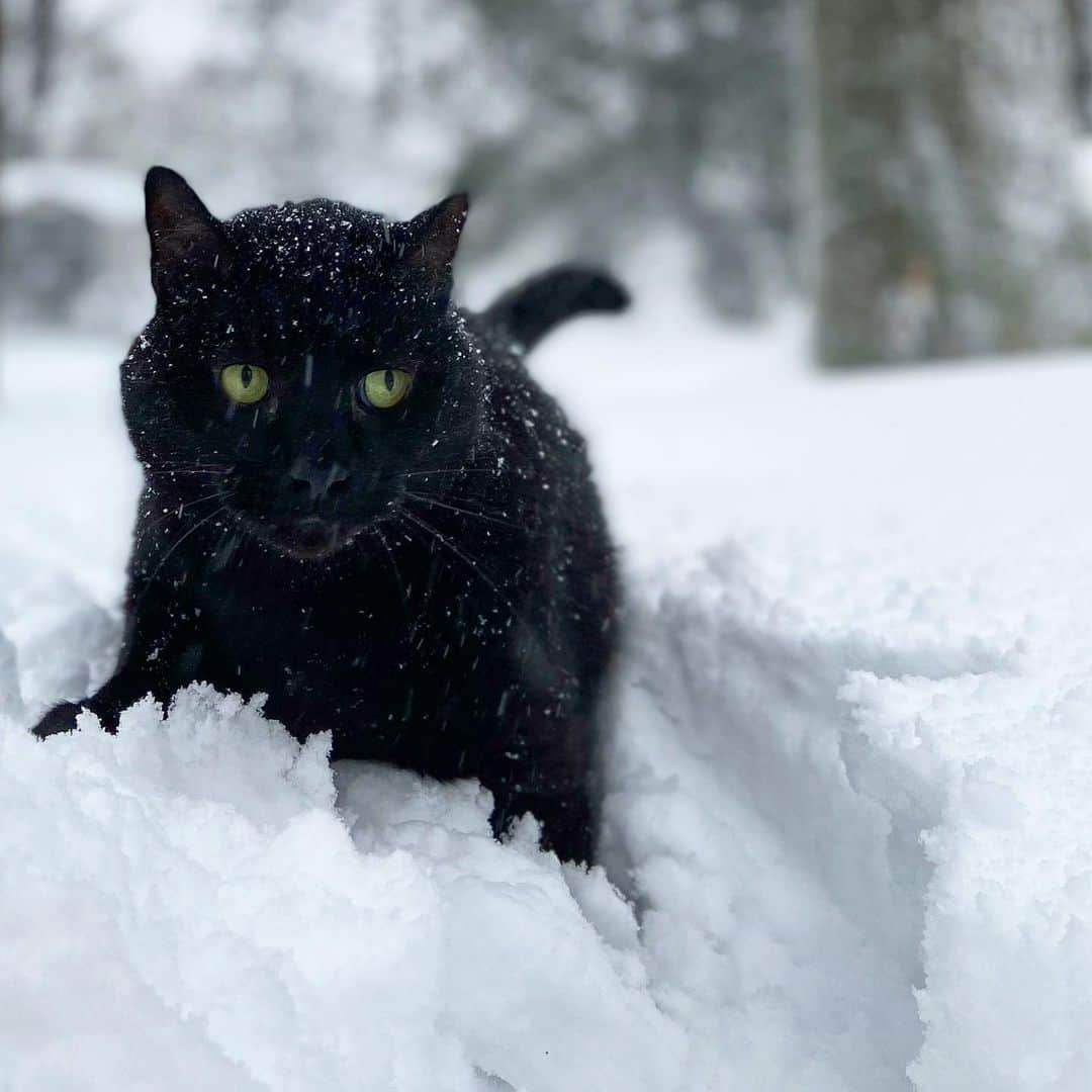 セルジオさんのインスタグラム写真 - (セルジオInstagram)「NOREASTER!!!!!!!!! ❄️❄️❄️ Feeling cold, might thaw out later.  Whats the weather where you are right now? . . #snowbean #snowcat #snowpanther #sweetbean #catsinsnow #noreaster #catsofinstagram #catsofinsta #blackcatsofinstagram #blackcats #myfurbaby #beanie #catexplorer #meowed #9gagcute #buzzfeedcats #boop #mykidshavepaws #mykidshavefur #catmomlife #petco #islandstrong #nycat #cutecatsofinstagram #igcats #igkitty #handsomecat #sweetcat #catexplorer」2月2日 6時24分 - monkandbean