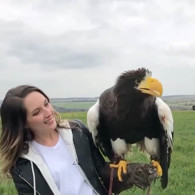 WildLifeのインスタグラム：「Tags your Friends please  The biggest eagle in the world, Steller's sea eagle 🦅 . . . 🎥: @birdsjade  . .  . .  #newsfromwild #exclusivewildlife #wildlifepictures #wildlife_aroundworld #bestwildlife #animalsmakemehappy #animalsareawesome #supportanimals #wildlifeofaustralia #wildlife_supreme #wildlifetrust #wildliferefuge #igswildlife #wildglobe #wildlifefriend #wildlife_shots #instawildlife #wildlifephotos #wildlife_photography #animals_in_world #wildlifephotographer #lionsofinstagram #animalsmatter」