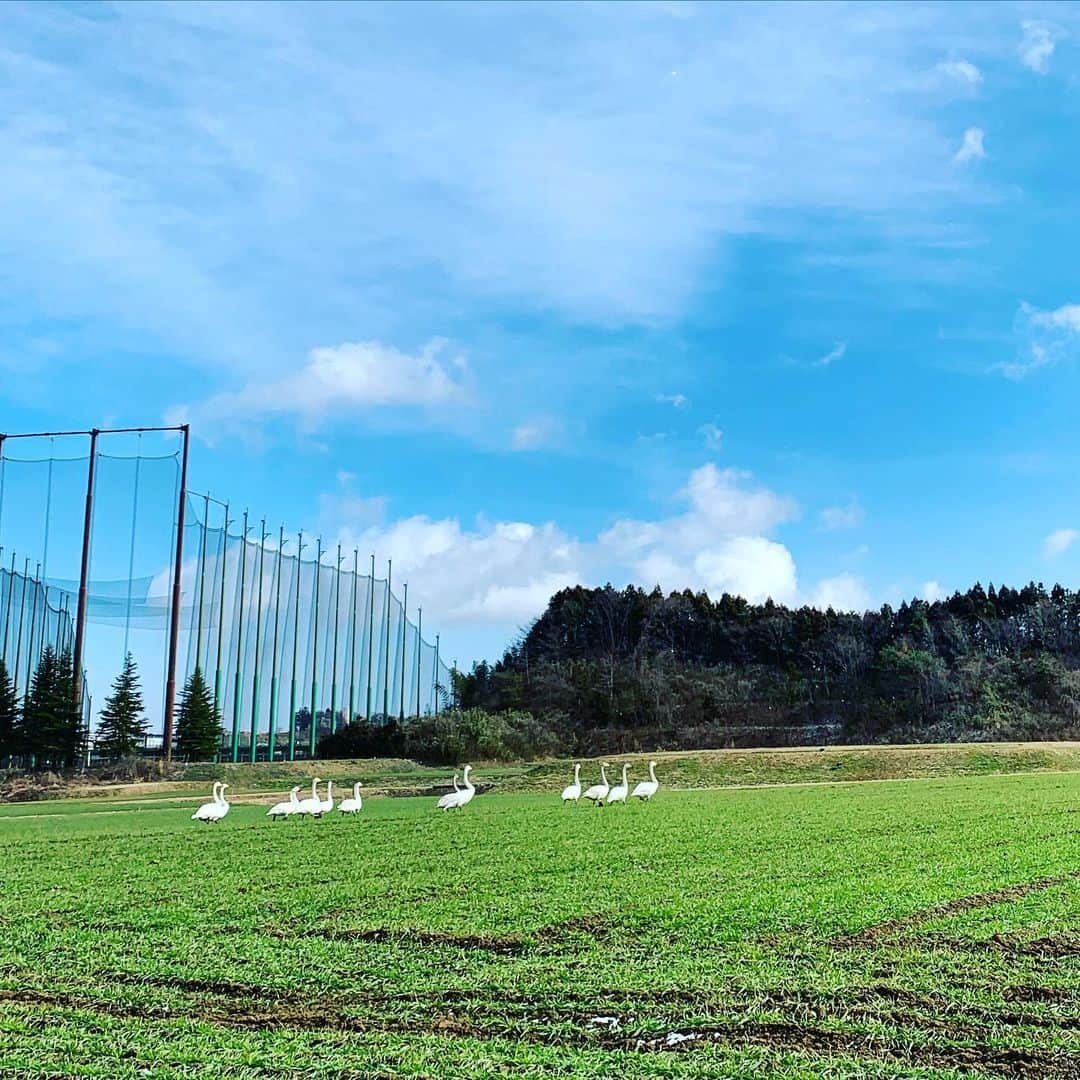 相澤樹のインスタグラム：「真冬の麦畑に白鳥沢山居すぎてびっくりしつつ。でもなんだか癒されて。 青空の中とんでもなく可愛かった。」