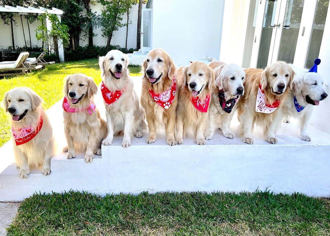 ブルース・ウェーバーのインスタグラム：「Today we celebrated our English golden retriever River’s 13th birthday. He is named after one of my favorite people to know and photograph, River Phoenix. You can’t have too many people or dogs in your life named River 🐾.」