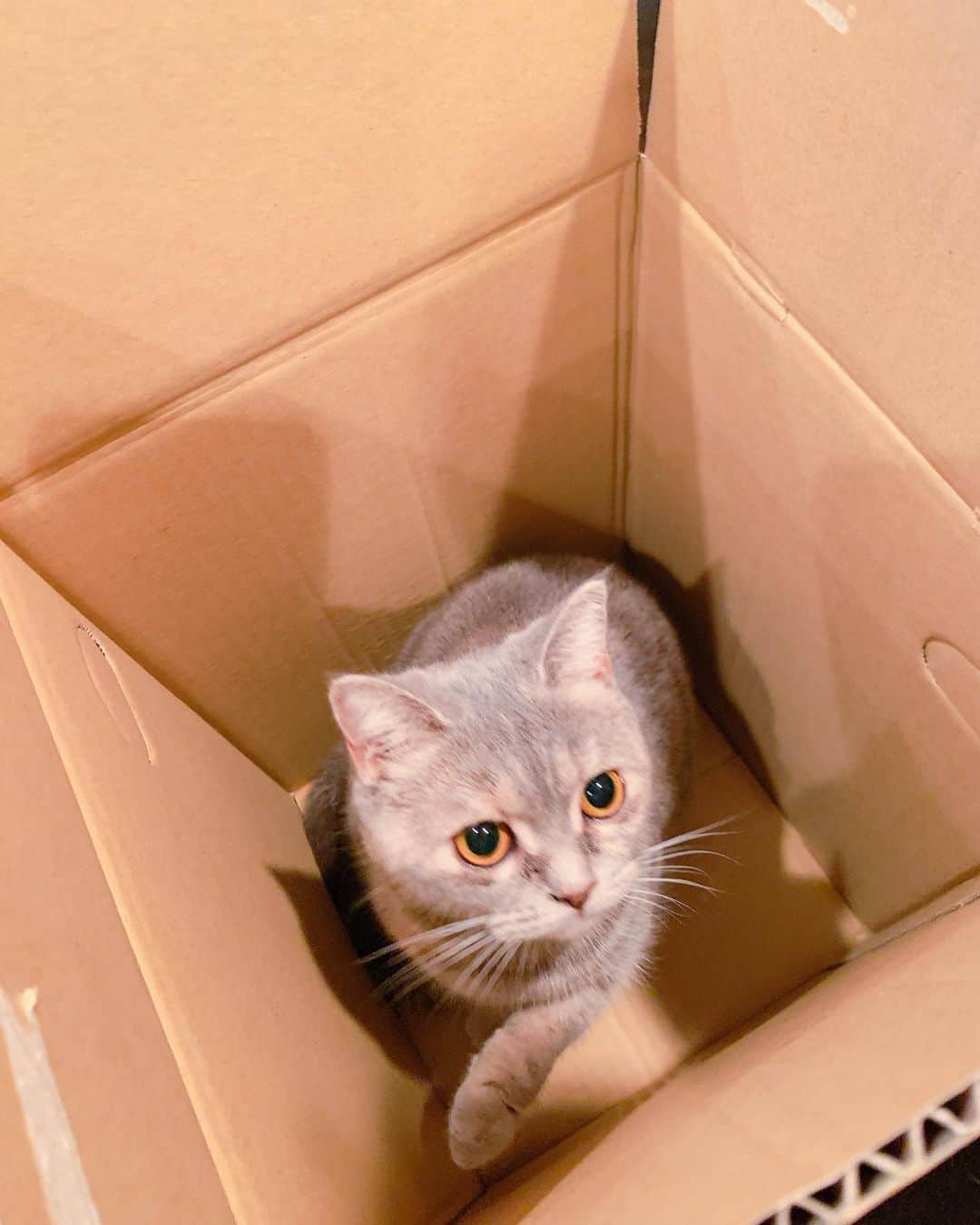 梶本成美のインスタグラム：「あ、可愛い。 もう可愛い。  ダンボールとか袋の中入るの 猫さん達好きよね〜❤️  @prince___hime   . .  #保護猫　#アメリカンショートヘア  #スコティッシュフォールド ＃猫　#猫好き　#cat #catstagram」