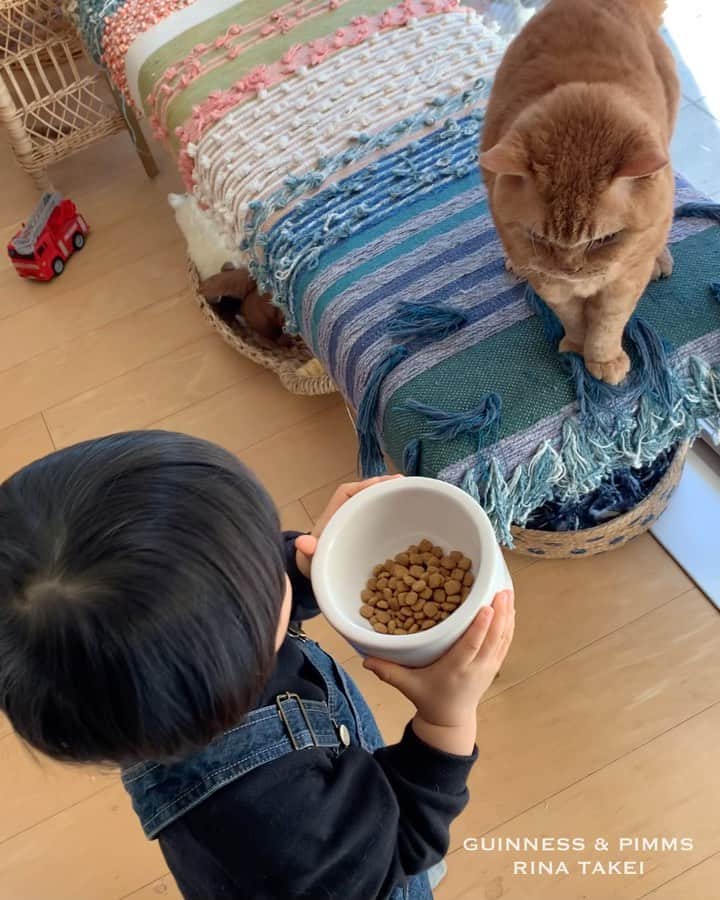 のインスタグラム：「01/02/2021 Happy Monday! • A recent video compilation of Nagi’s affectionate moments with Pimms. Nagi is now nearly at the stage of ably copying my words and saying "Good morning" when handing over Pimms’s breakfast🥣🐈 And it looks like Pimms is nodding in acknowledgement!  Nagi has great affection for Pimms, stroking his body while saying that he is cute! Have a great month everyone! ・ ・ 今年に入ってからの 凪ねこのピム丸大好き動画集。 最近はピム丸に 朝ごはんをあげたがるので たまにやらせていますが、 私の真似をして 👦🏻「おはようございます」と言うと ピム丸は「おはよー」ではなく 軽く会釈をするようになりました。笑 なんて言ってるかわからないのかな？😹 相変わらず大好きらしく 「かーいーねぇーー」と言いながら ナデナデしまくっています😂 王子の事もこれくらいナデナデ出来たら 嬉しいね、凪ねこよ。笑 あっという間に2月に突入！ 今月もどうぞよろしくお願いします♫ ・ ・ #ギネピムと凪くん  #2yearsold #2歳 #2歳1ヶ月」