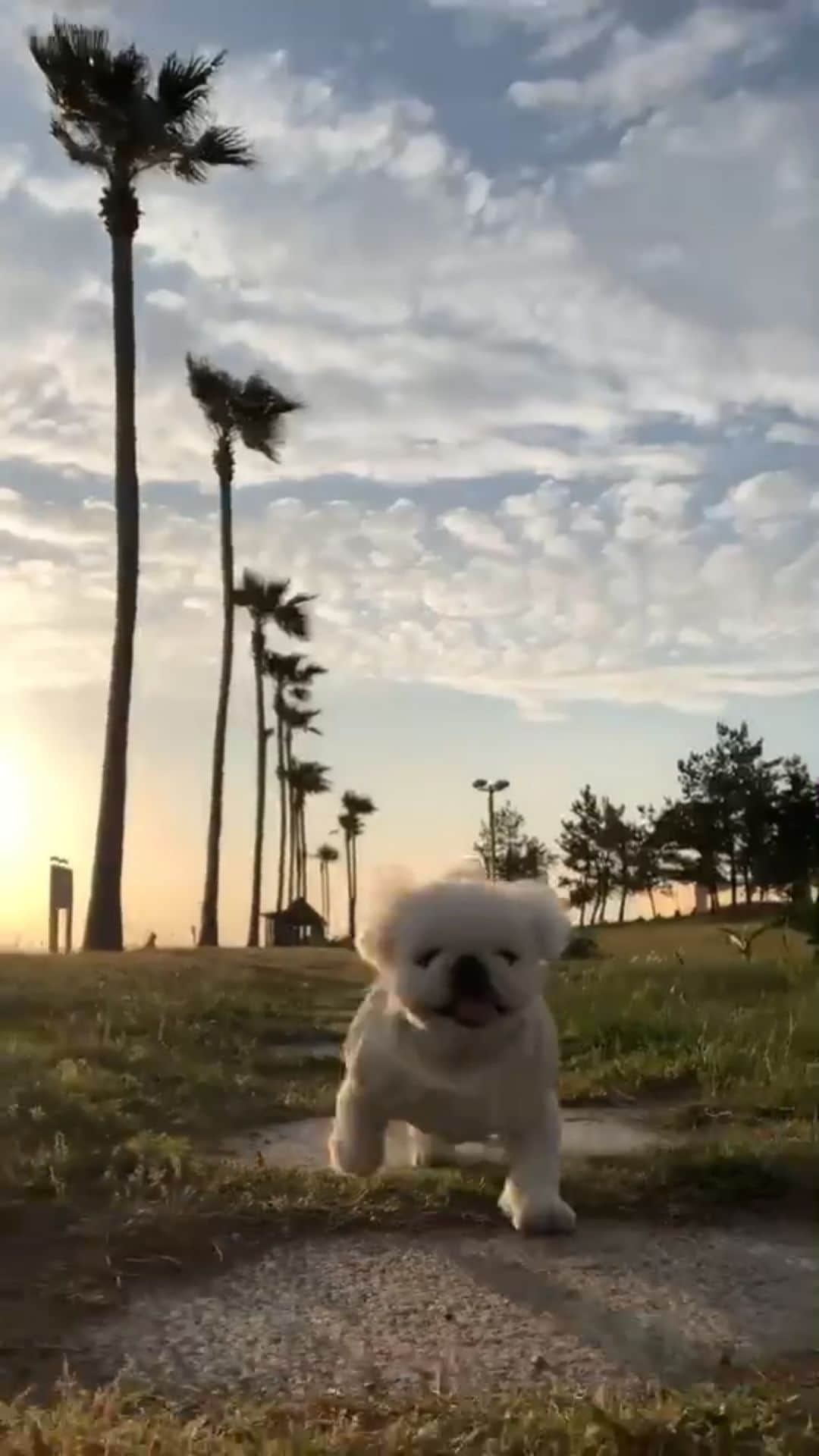 こなつのインスタグラム：「こなっちゃんの一日🐶🐾🌴🌈🦄💚  ⭐︎ ⭐︎ ⭐︎  #like4like#fun #girl#likeforlikes#picoftheday#instagood#picture#awesome#instagram#instalike#me#good#photo#instamood#lol#fun#wonderful#instadaily#adorable#f4f#instapic#selfie#love#igers#bestoftheday#baby#cute#dog#photooftheday」