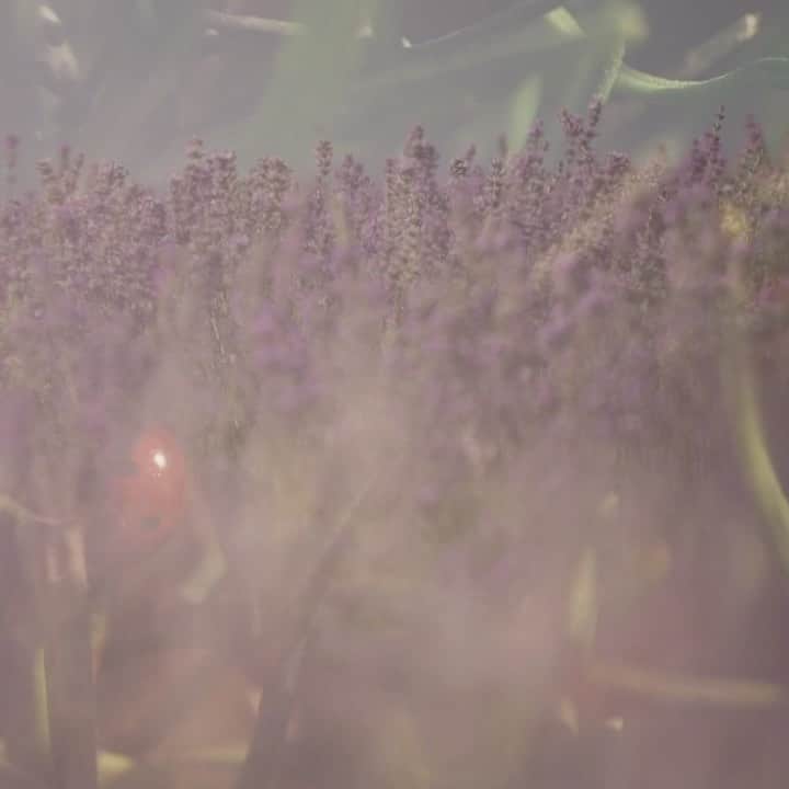 ロクシタンのインスタグラム：「Join us on the Plateau de Sault.  We miss the summer sun and the beautiful lavender it brings. ✨Let’s take a trip down memory lane. As we stroll along the rural fields of purple and the foot of Mont Ventoux we can hear all sorts of life happening around us. Biodiversity is at work. 🐝 Bees buzz from plant to plant and the earth is alive with the bustling beetles and bugs that call this serene location home.   #SoundOn #Lavender #Nature #Biodiversity #Provence #LOccitane」