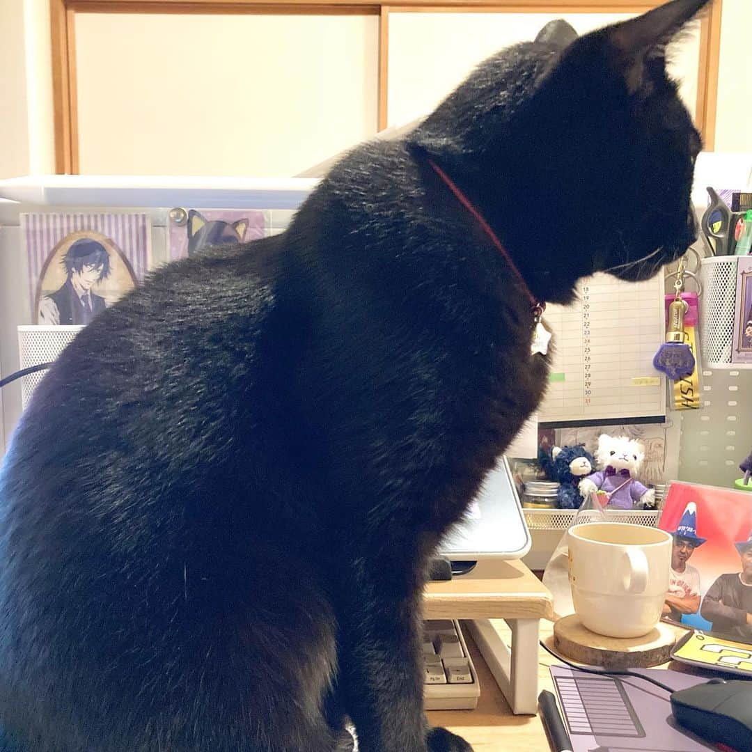しおやてるこのインスタグラム：「時間泥棒猫🐈‍⬛のネコハラスメントがえげつない。ずっと邪魔されてる😂こういうときばっかり甘えてくるし。飼い主が忙しいのわかってやってるもんね（かわいい👹） #黒猫 #邪魔猫」