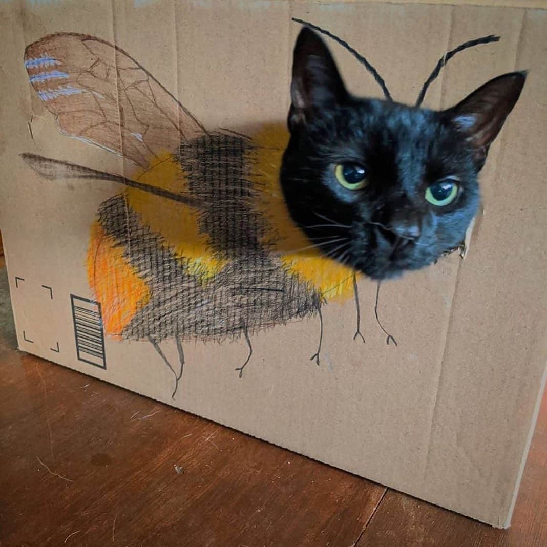 のインスタグラム：「Cutest bee 🐝 in the world 🌎 😅🥰  If you like it pls support with ❤️  Credit: @kingthrillerkitty  For crediting issues, pls DM.  Note: we don’t own this video/picture, all rights go to their respective owners. If owner is not provided, tagged (meaning we couldn’t find who is the owner), pls DM and owner will be tagged shortly after.   #kitty #cats #kitten #kittens #kedi #katze #แมว #猫 #ねこ #ネコ #貓 #고양이 #Кот #котэ #котик #кошка#cutecats #meow #kittycat #catinstagram #catsclub #cats_of_instagram #kitty #ilovemycat #caturday #catsofig #thedailykitten #bestmeow #excellent_cats」