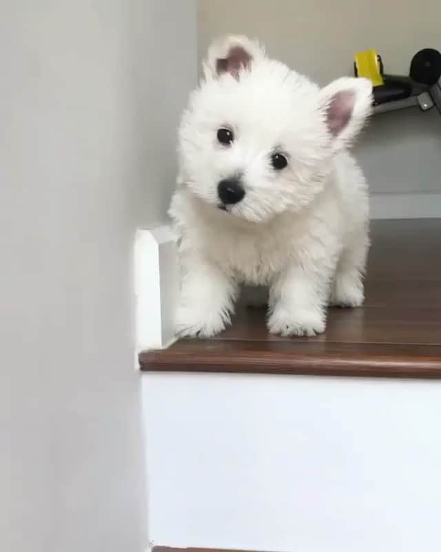 The Critter Havenのインスタグラム：「Hi there cutie  Video by @charlotte.thewestie  #TheCritterHaven」