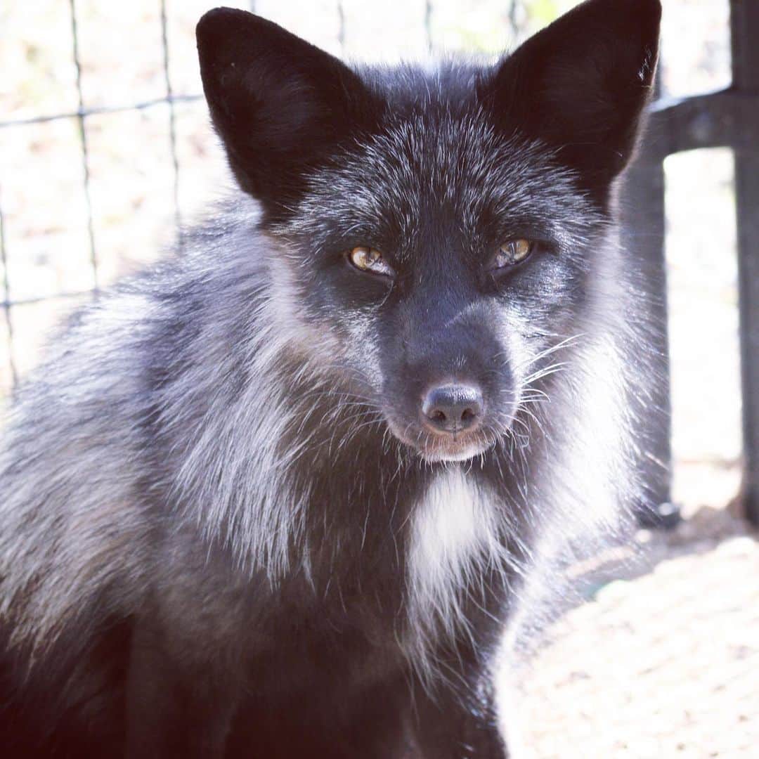 Rylaiのインスタグラム：「Happy Monday from Dima.  . Dima and his sister Laika came to the center from our Panda & Her Pals global fox rescue.  Dima is a silver fox, but he and his sister have white spots on their chest, head, feet’s, and tail.  He actually has what looks like a sock on his back foot- it’s adorable! These spots are due to a mutation called the star mutation (on them, not all white spots are a result of this mutation on foxes). This gene is linked to domestication.  Dima is a Russian domesticated fox and is from the institute of cytology and genetics.  Dima is short for Dmitriy (although we usually just call him D-man)!  . Both Dima and his sister are very very verbal- by far the loudest of the group!! They are a bit emotional and have been seen pouting if they don’t get enough attention.  He is being trained in nose work by @barkingatnothin  and general training with Cat Intoci of Serius Dog Training. He is going to be an amazing Ambassador and Has stolen my heart!  . He does not have a Sponsor. If you would like to Sponsor DMan, go to our website www.jabcecc.org . We are open for our private encounters. We have availability the end of Feb....  . We are also looking for volunteers who can commit to 2 days a month (Sat or Sunday) to help conduct educational presentations.  . . . #dman #dmitriy #dima #silverfox #russiandomesticatedfox #belyaevfox #redfox #foxesofig #foxesofinstagram #fox #animals #animal #animallovers #animallover #ppp #panda #rescue #furfree #genetics #animalwelfare #conservation #sandiego #socal #la #losangeles #sd #support #volunteer #exotic #trainafox」