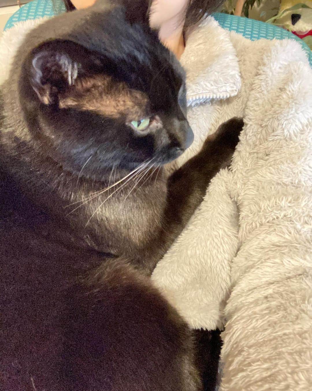 しおやてるこのインスタグラム：「飼い主に甘えてるネコチャン（6kg超）愛が重い😂仕事時間がどんどん吸い取られていきます #黒猫」
