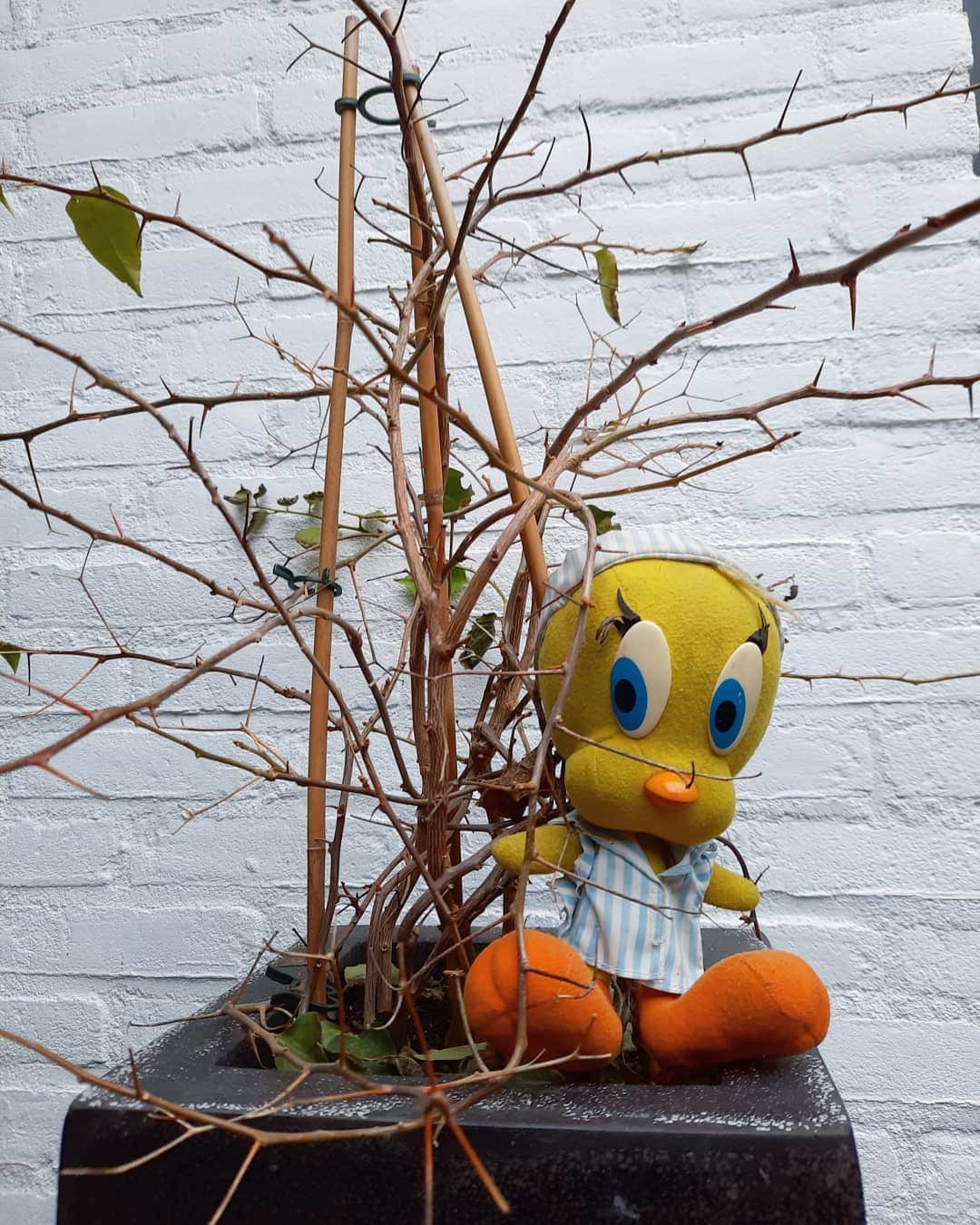 Little Yellow Birdさんのインスタグラム写真 - (Little Yellow BirdInstagram)「Hm. Will my bougainvillea survive? Doubtful... #littleyellowbird #tweety #tweetykweelapis #adventures #yellow #bird #monday #mondayssuck #mondayblues #winter #february #bougainvillea #garden #plant #flower #doubtful #stuffedanimalsofinstagram #plushiesofinstagram」2月1日 23時19分 - tweetykweelapis