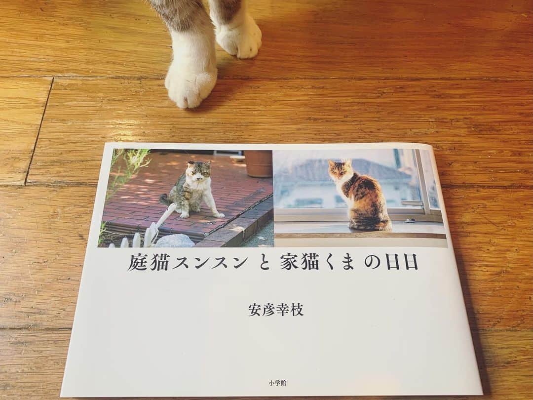 坂本美雨さんのインスタグラム写真 - (坂本美雨Instagram)「写真家 安彦幸枝さん @abikosachie の新しい写真集『庭猫スンスンと家ネコくまの日日』。安彦さんの暮らしの中に根付く、独特な距離感の、でもとても深い愛情のこもった、ネコのみつめかた。自分の人生で出会ってきたネコたちのことを思い出させてくれる、そんな余韻を残していく。 . #安彦幸枝」2月1日 23時25分 - miu_sakamoto
