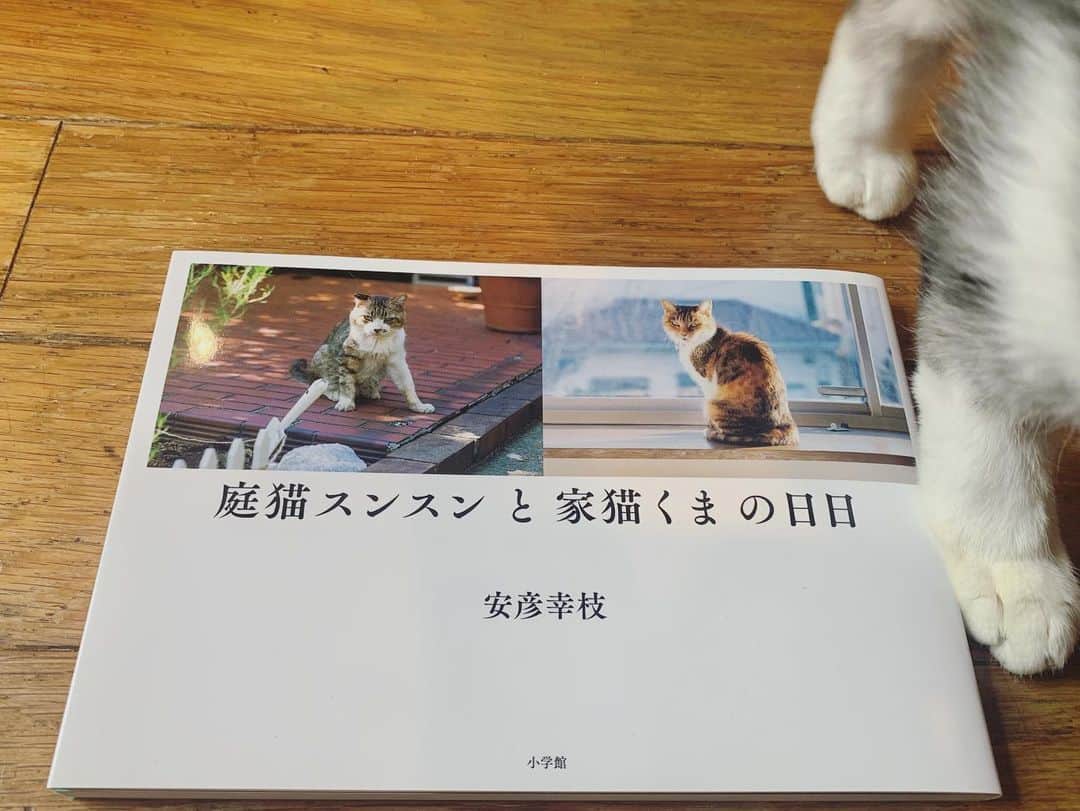 坂本美雨さんのインスタグラム写真 - (坂本美雨Instagram)「写真家 安彦幸枝さん @abikosachie の新しい写真集『庭猫スンスンと家ネコくまの日日』。安彦さんの暮らしの中に根付く、独特な距離感の、でもとても深い愛情のこもった、ネコのみつめかた。自分の人生で出会ってきたネコたちのことを思い出させてくれる、そんな余韻を残していく。 . #安彦幸枝」2月1日 23時25分 - miu_sakamoto