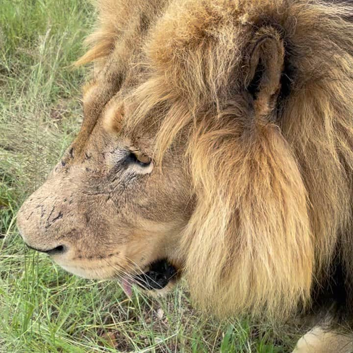 Kevin Richardson LionWhisperer のインスタグラム